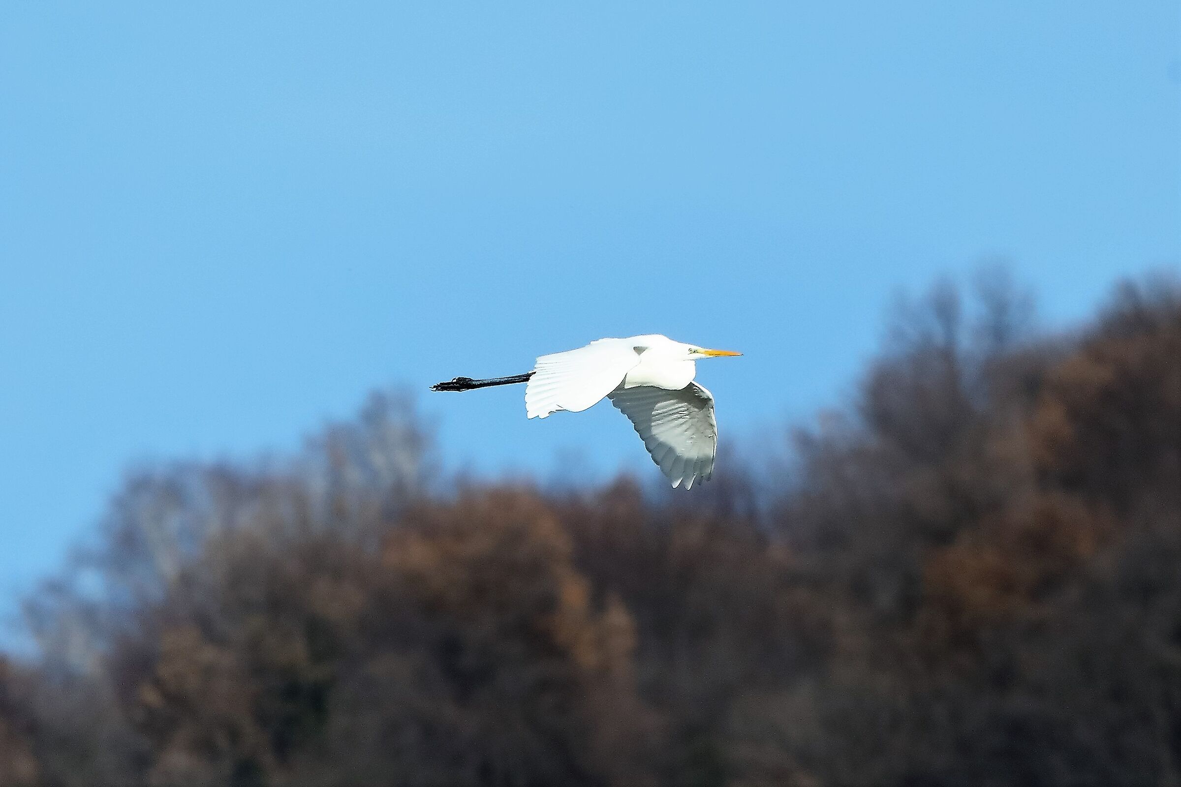 Airone BM 27-12-2022