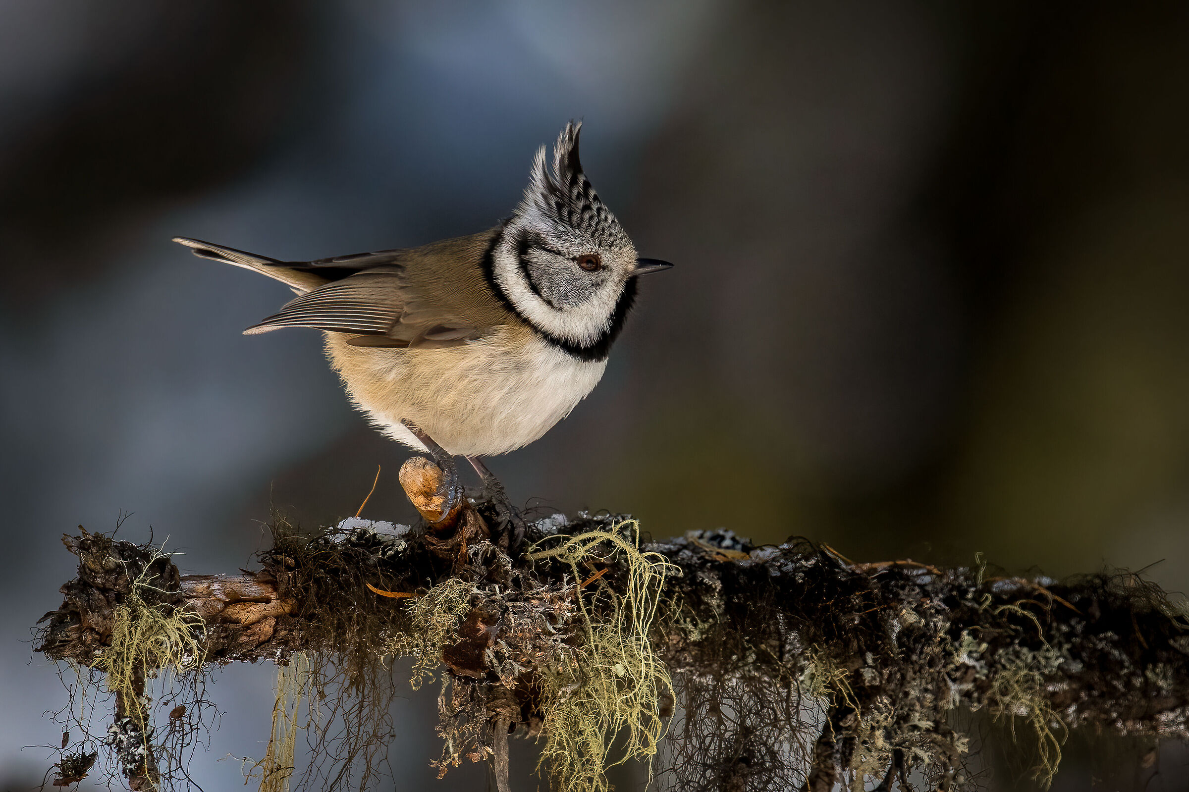 Cincia dal ciuffo a Pontresina