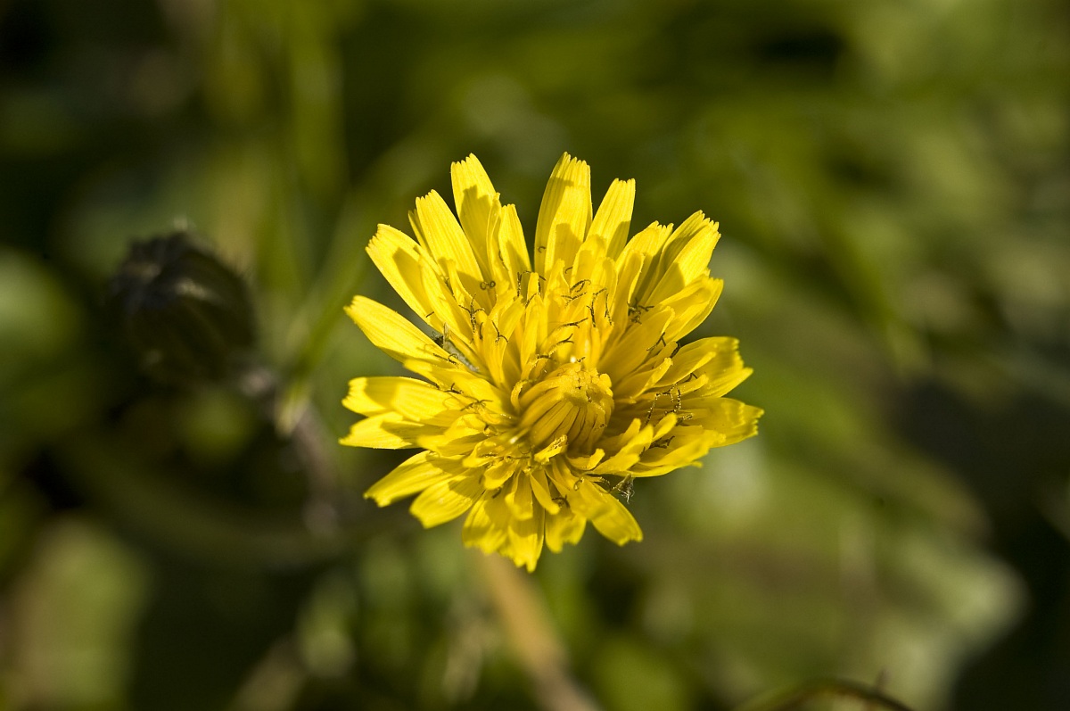 Yellow flower