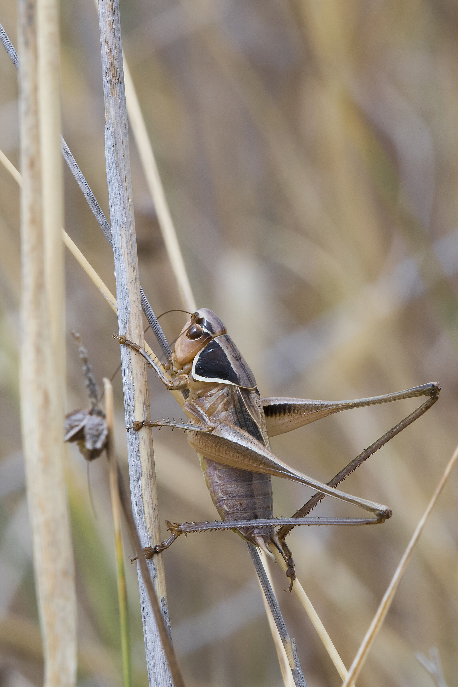 Pholidoptera femorata