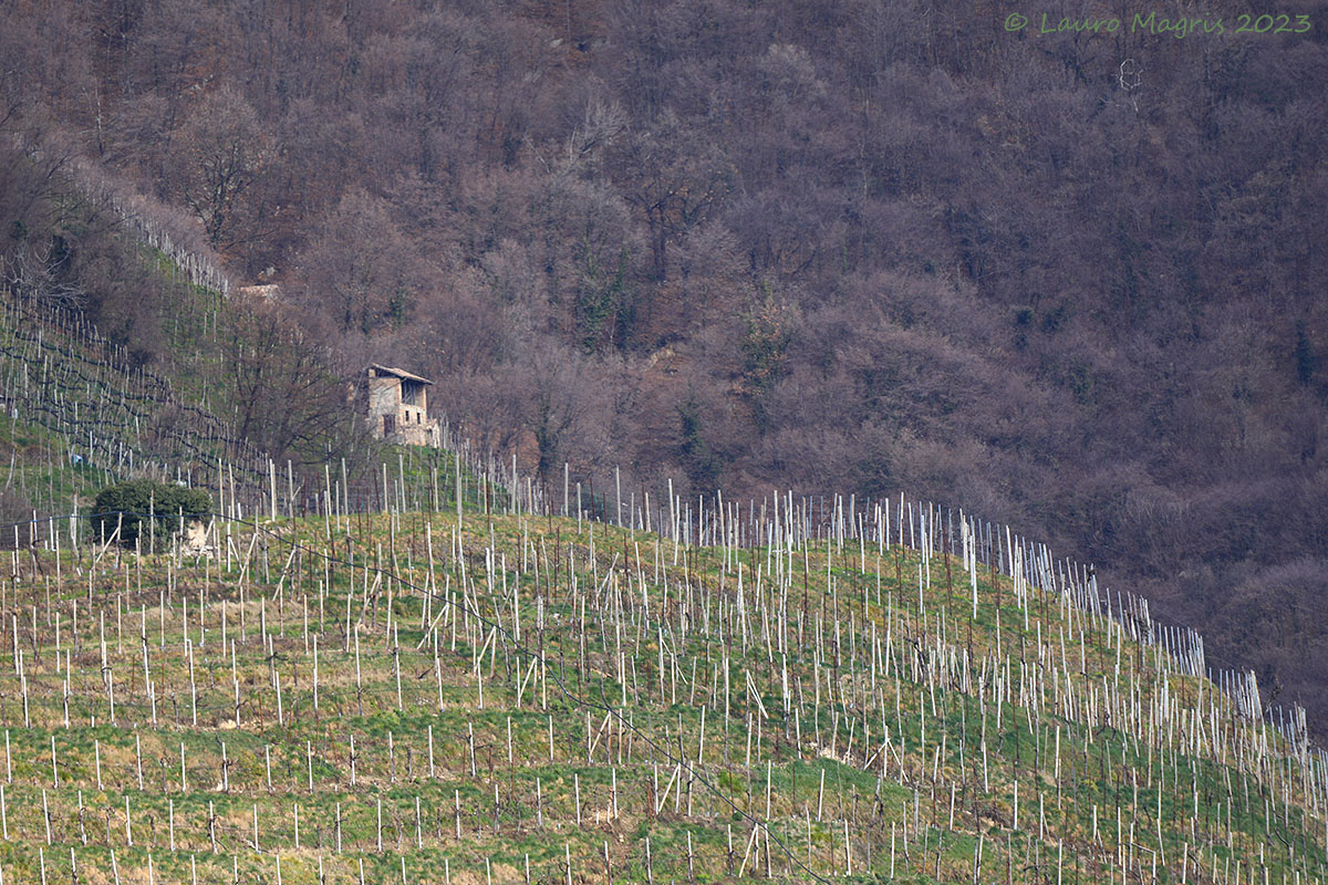 Il vigneto e il bosco