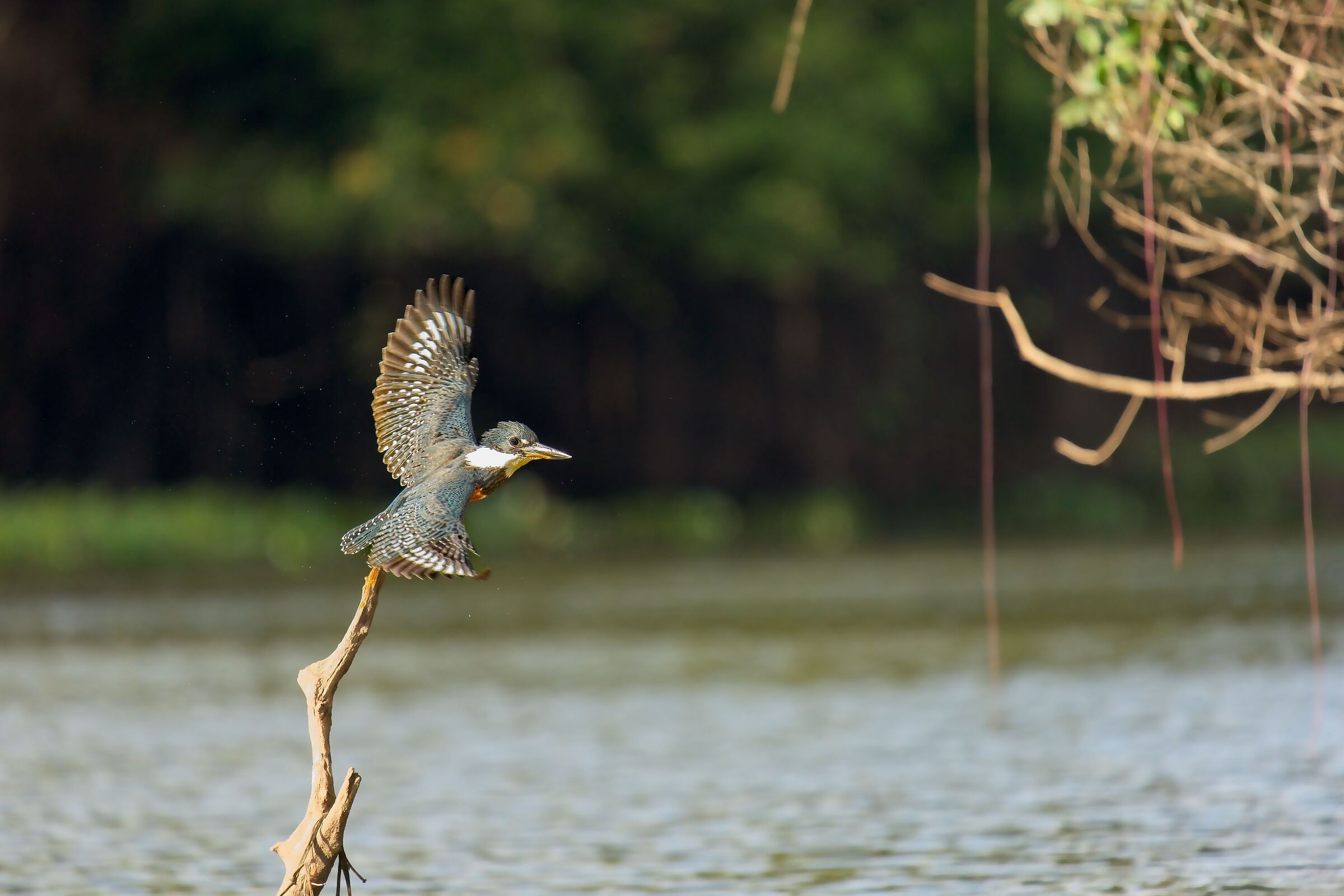 Ringed Kingfisher