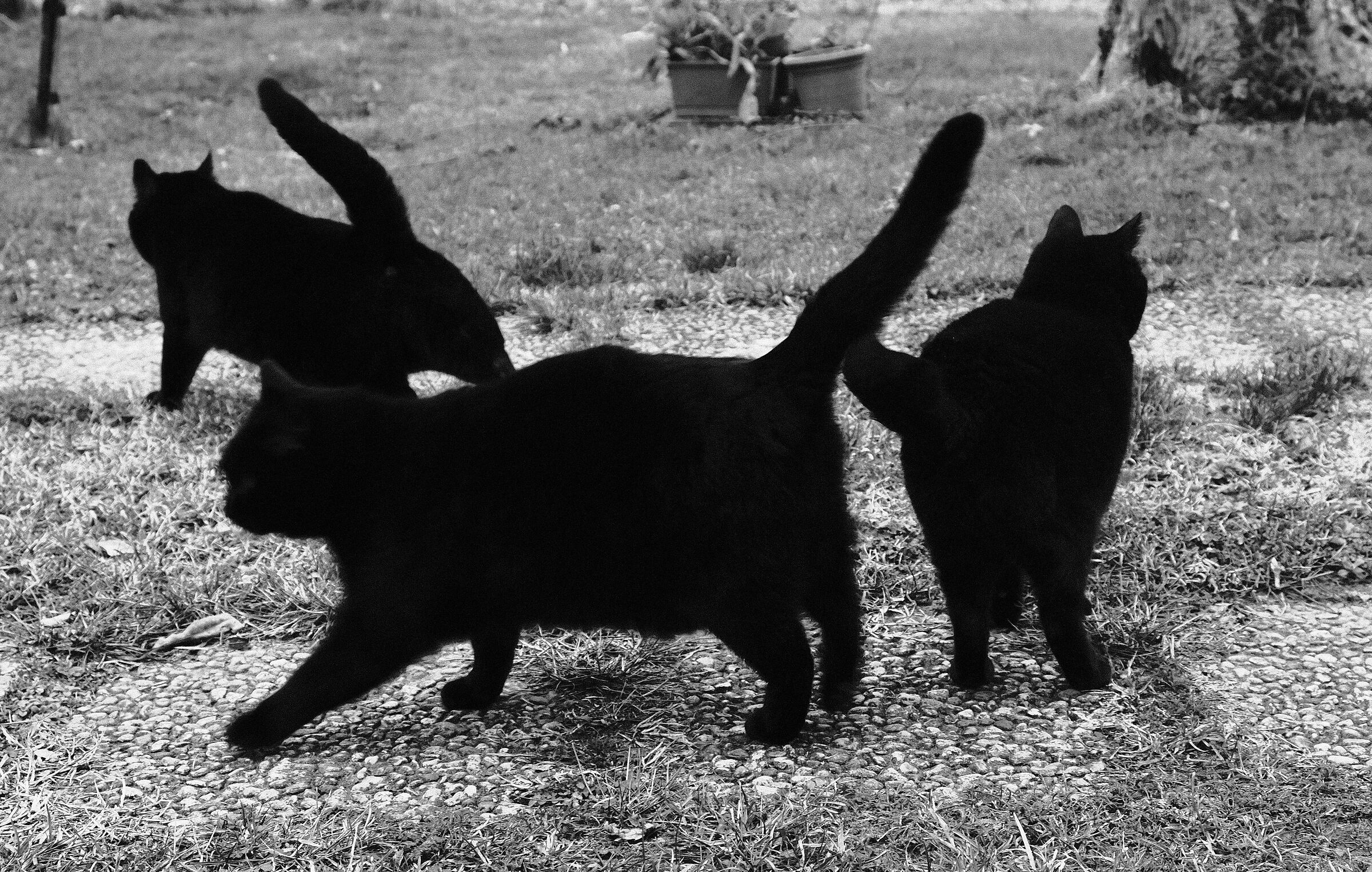 Black Triad