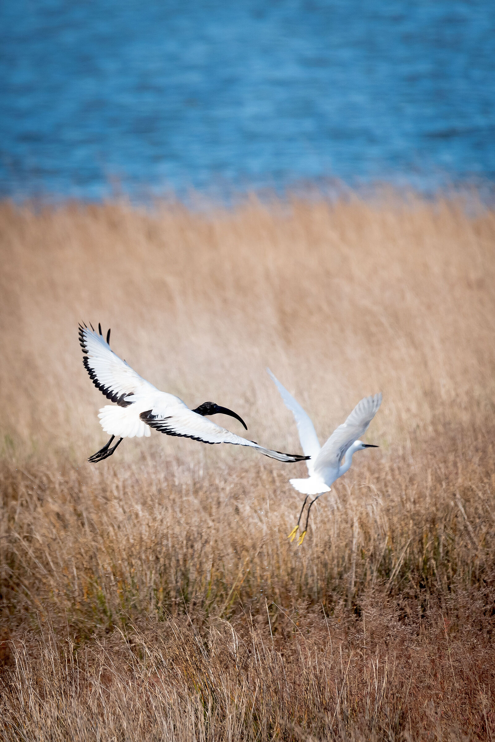 Ibis sacro e garzetta