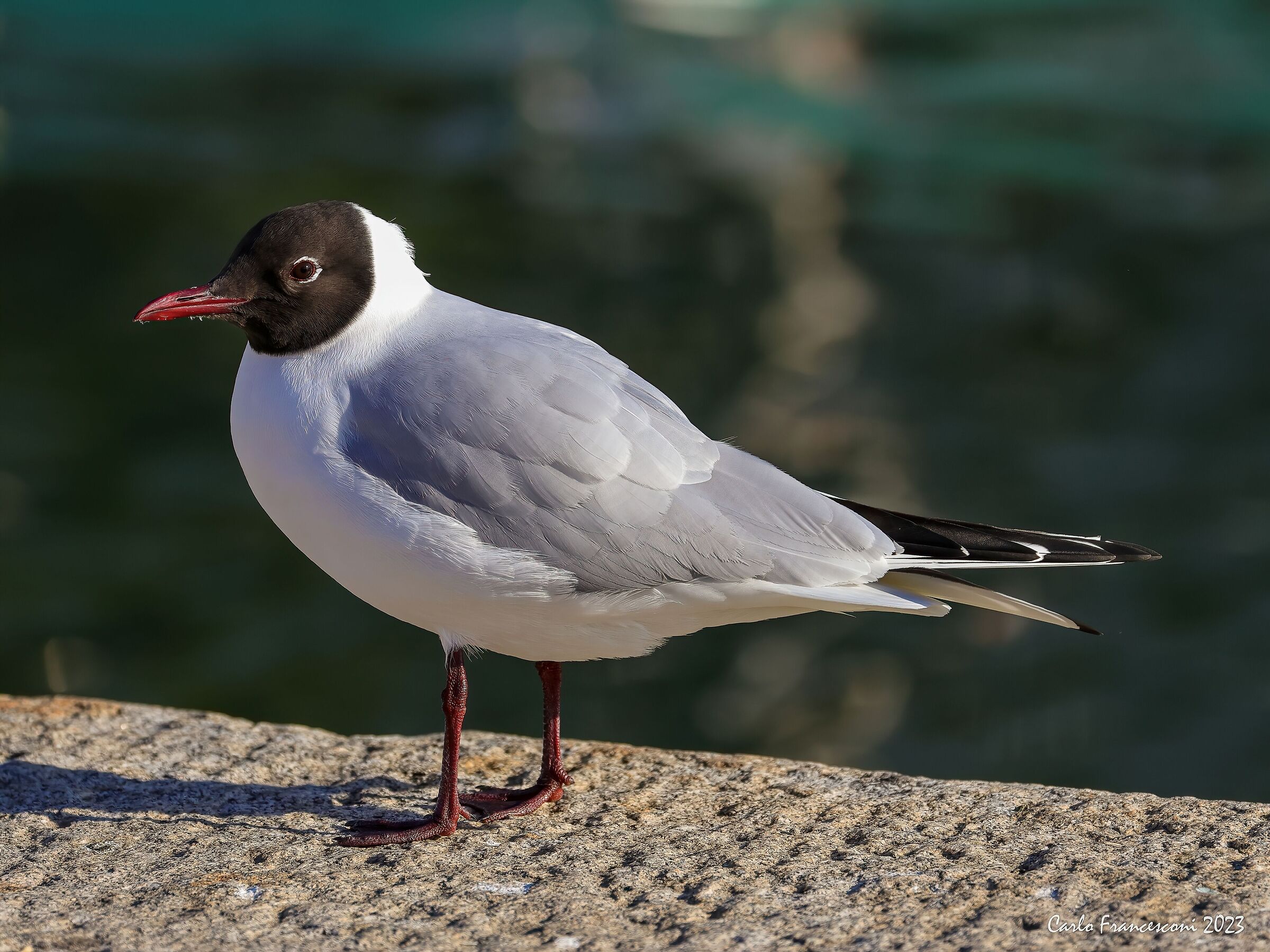 Viareggio Molo gabbiano