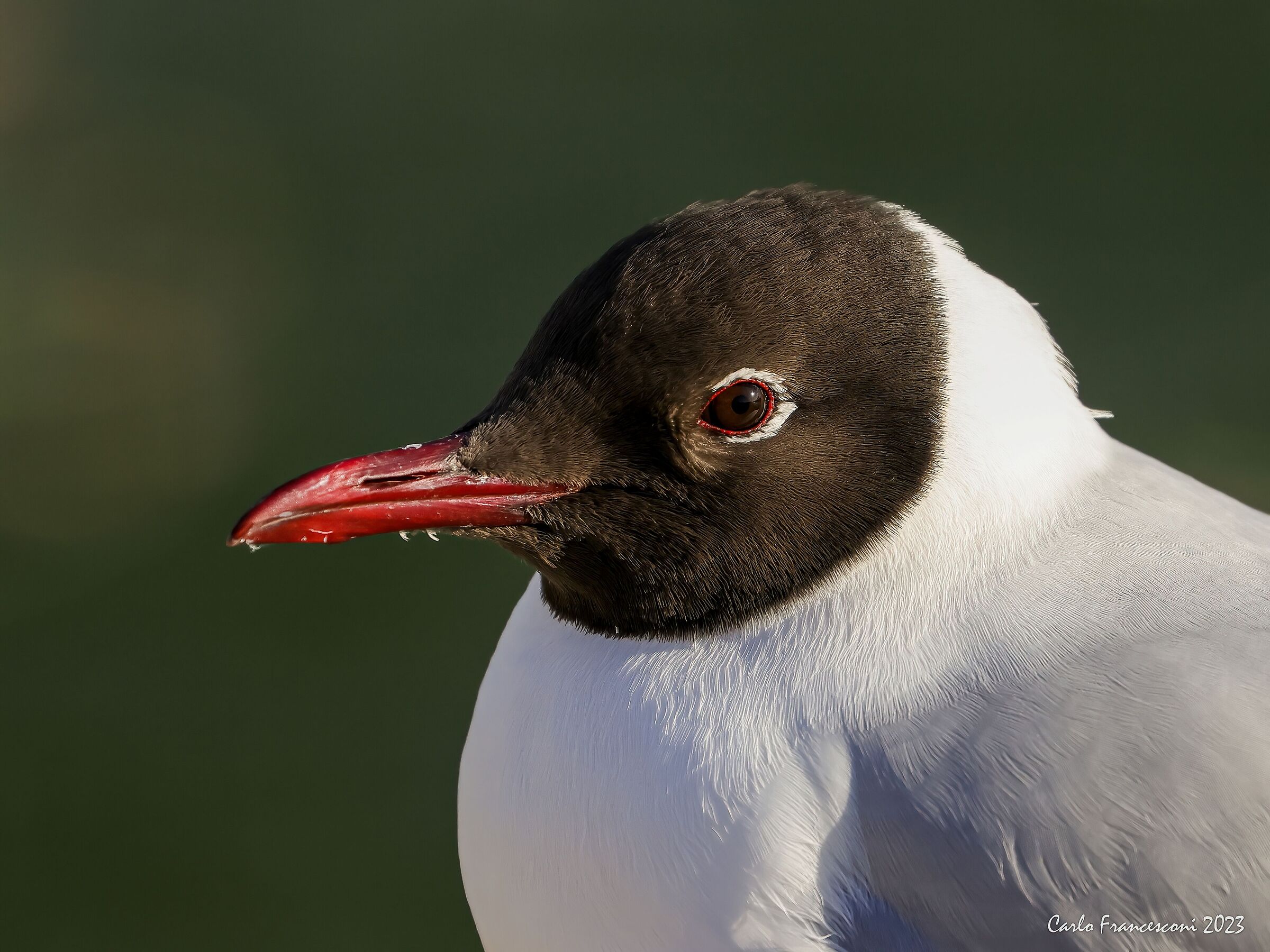 Viareggio Molo gabbiano