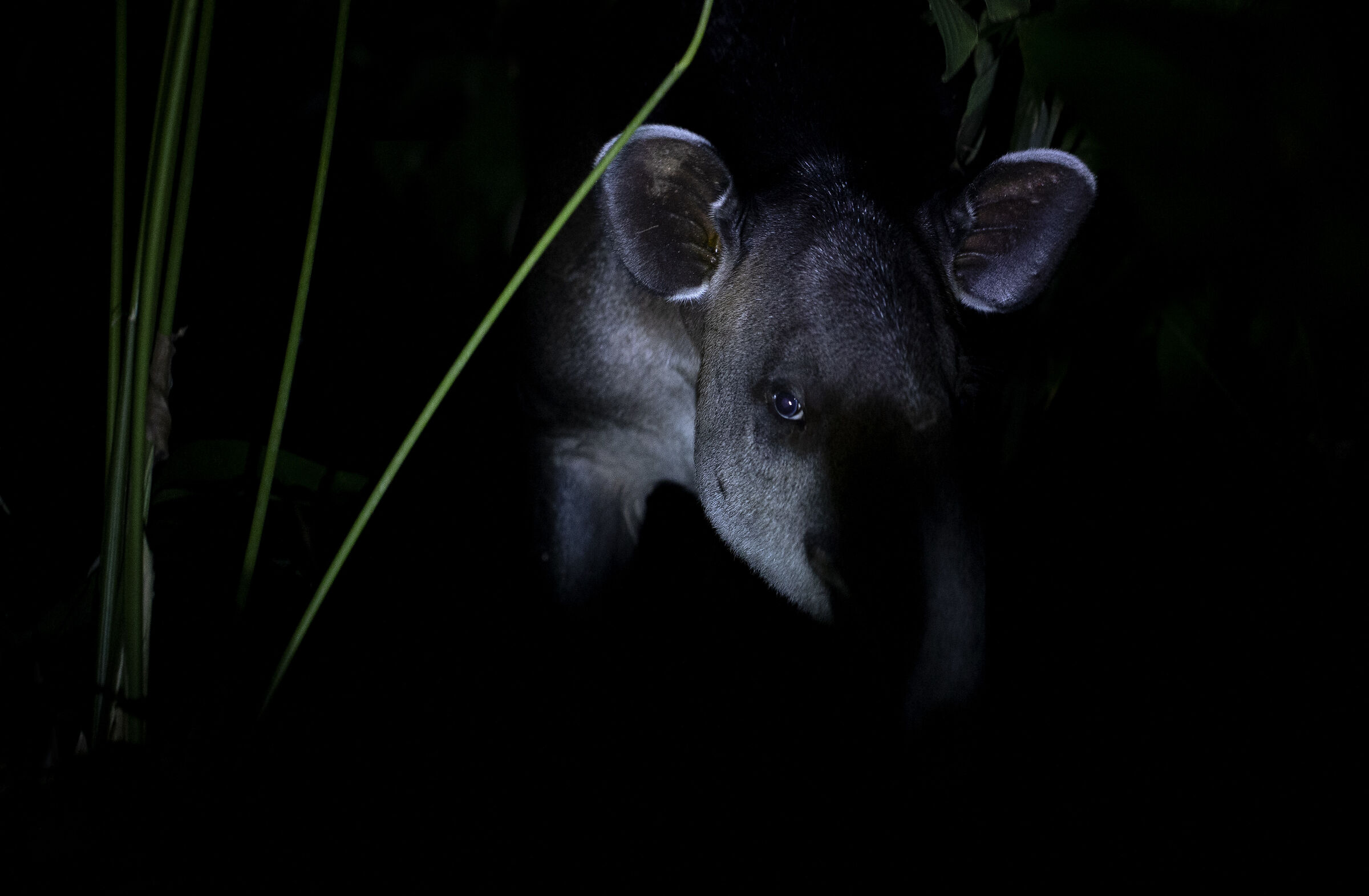 Bairds Tapir