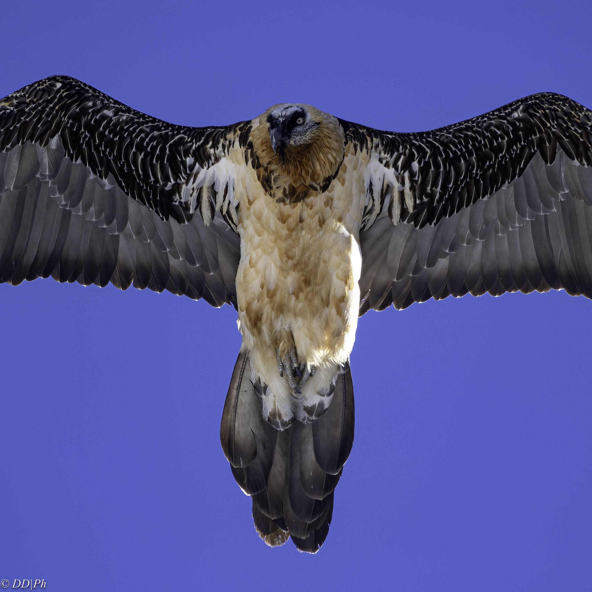 Bearded vulture