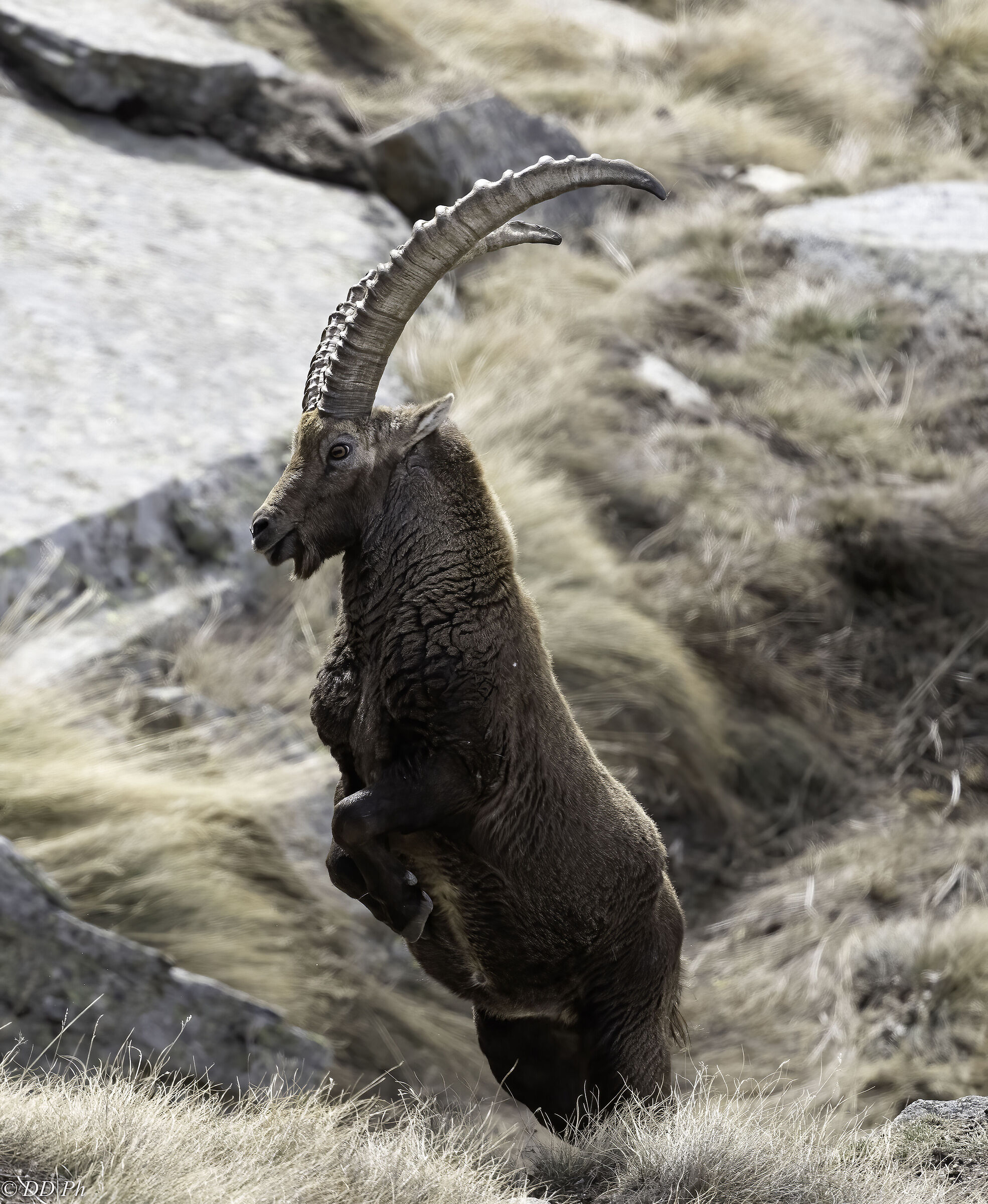 Ibex