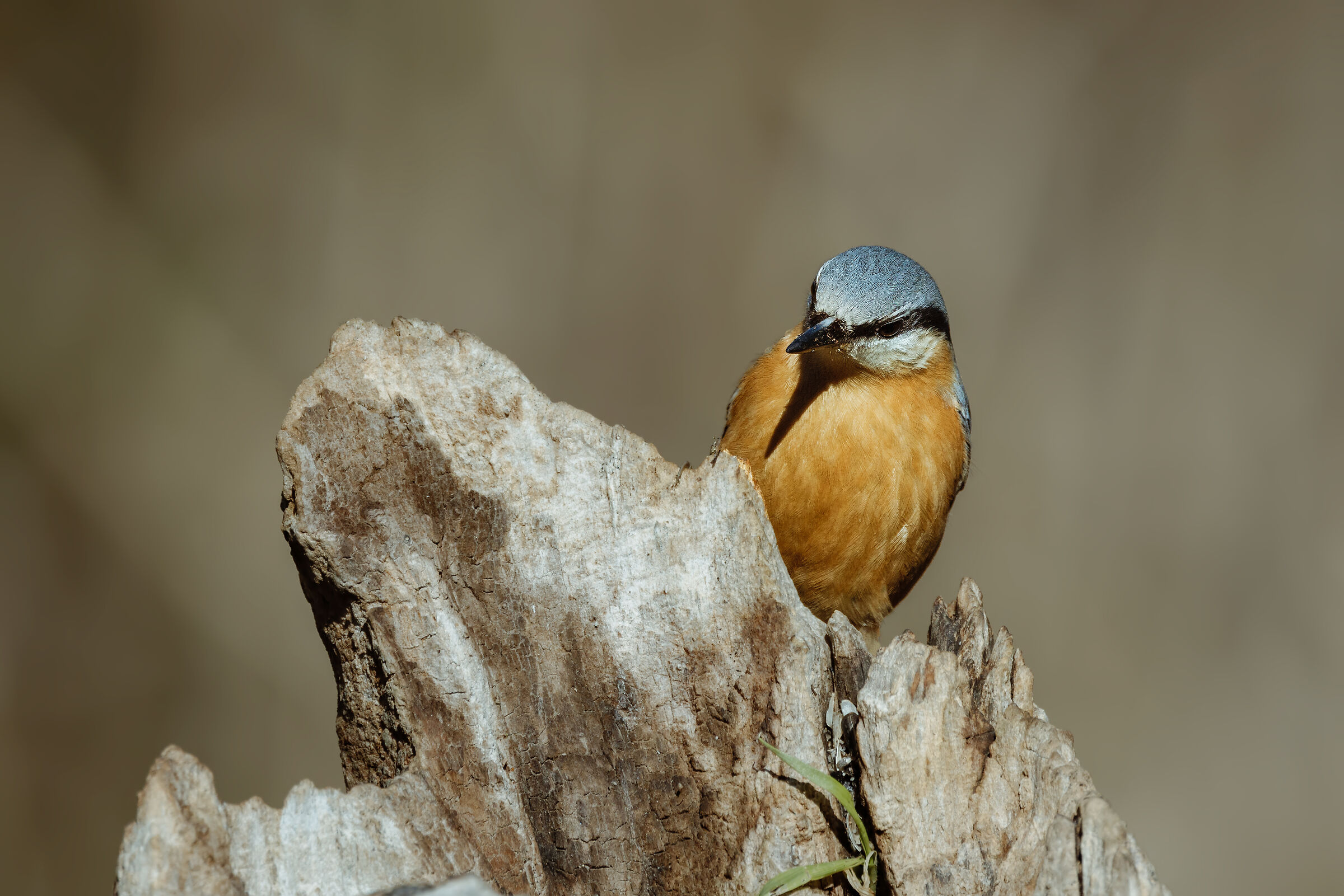 Wood nuthatch