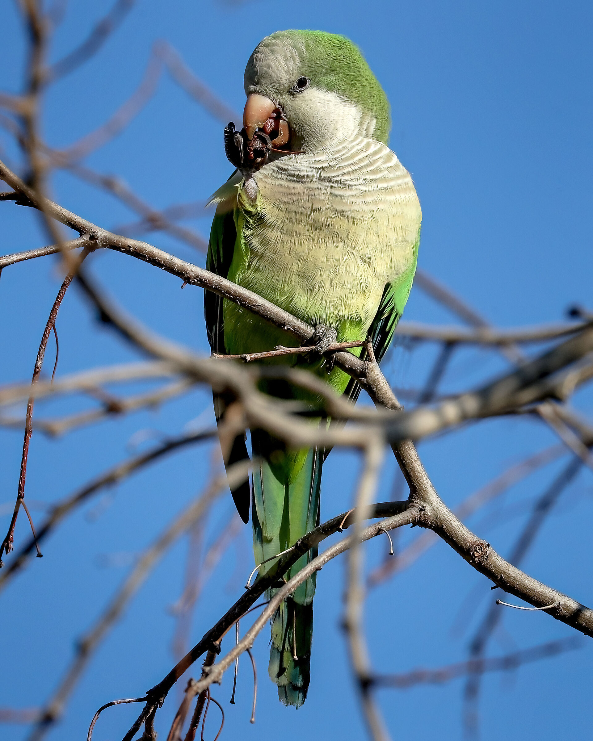 Parakeet Monaco