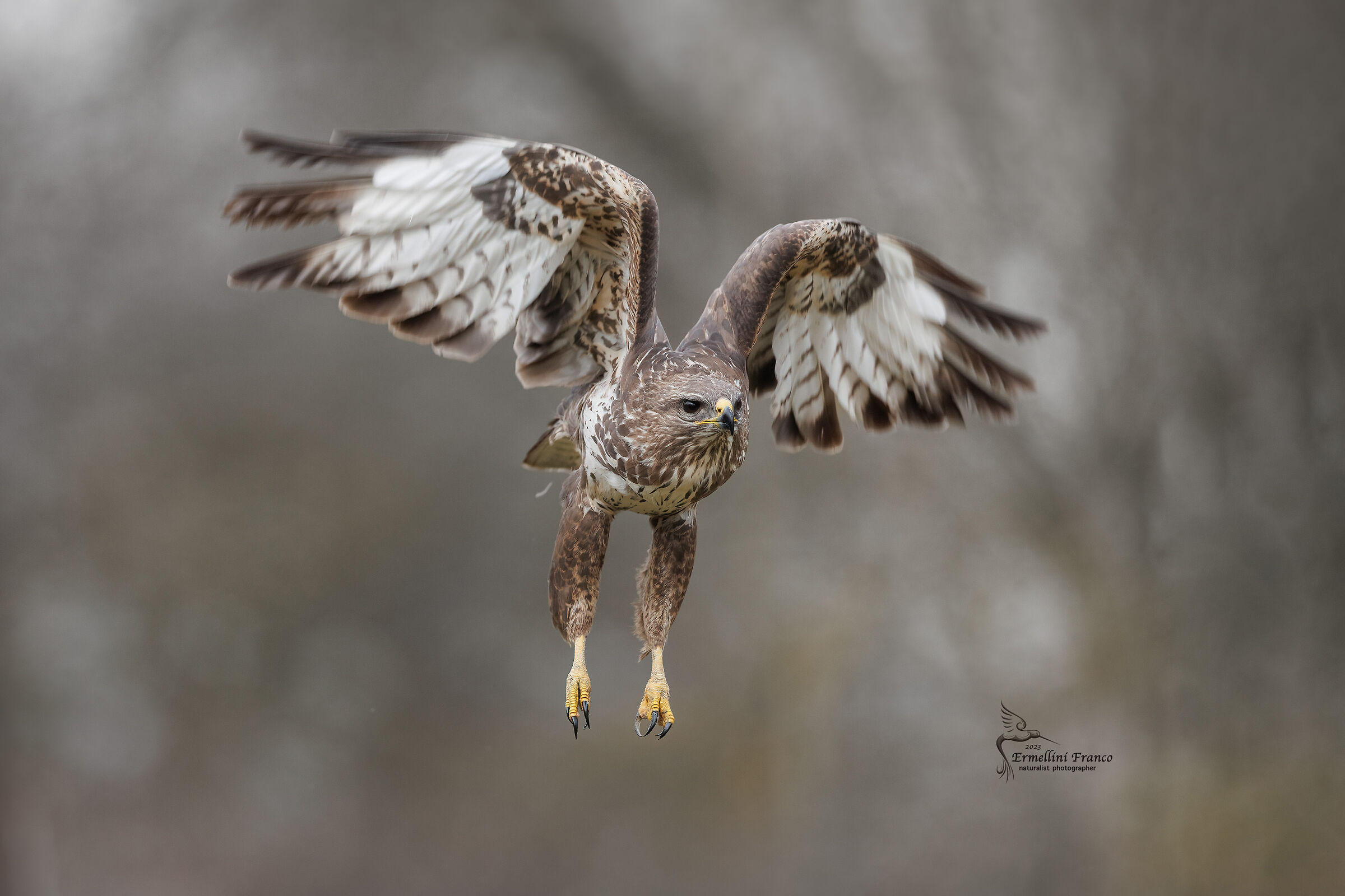 Buzzard