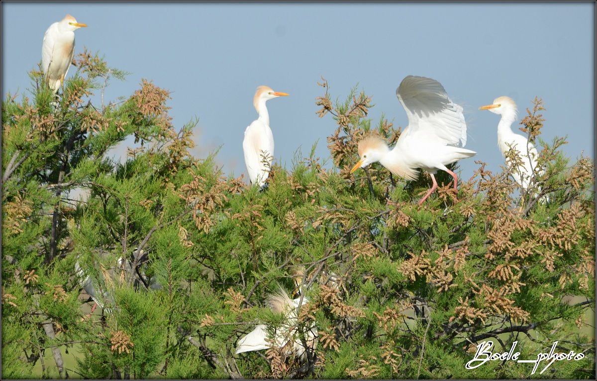 Airone guardabuoi - (Bubulcus Ibis)
