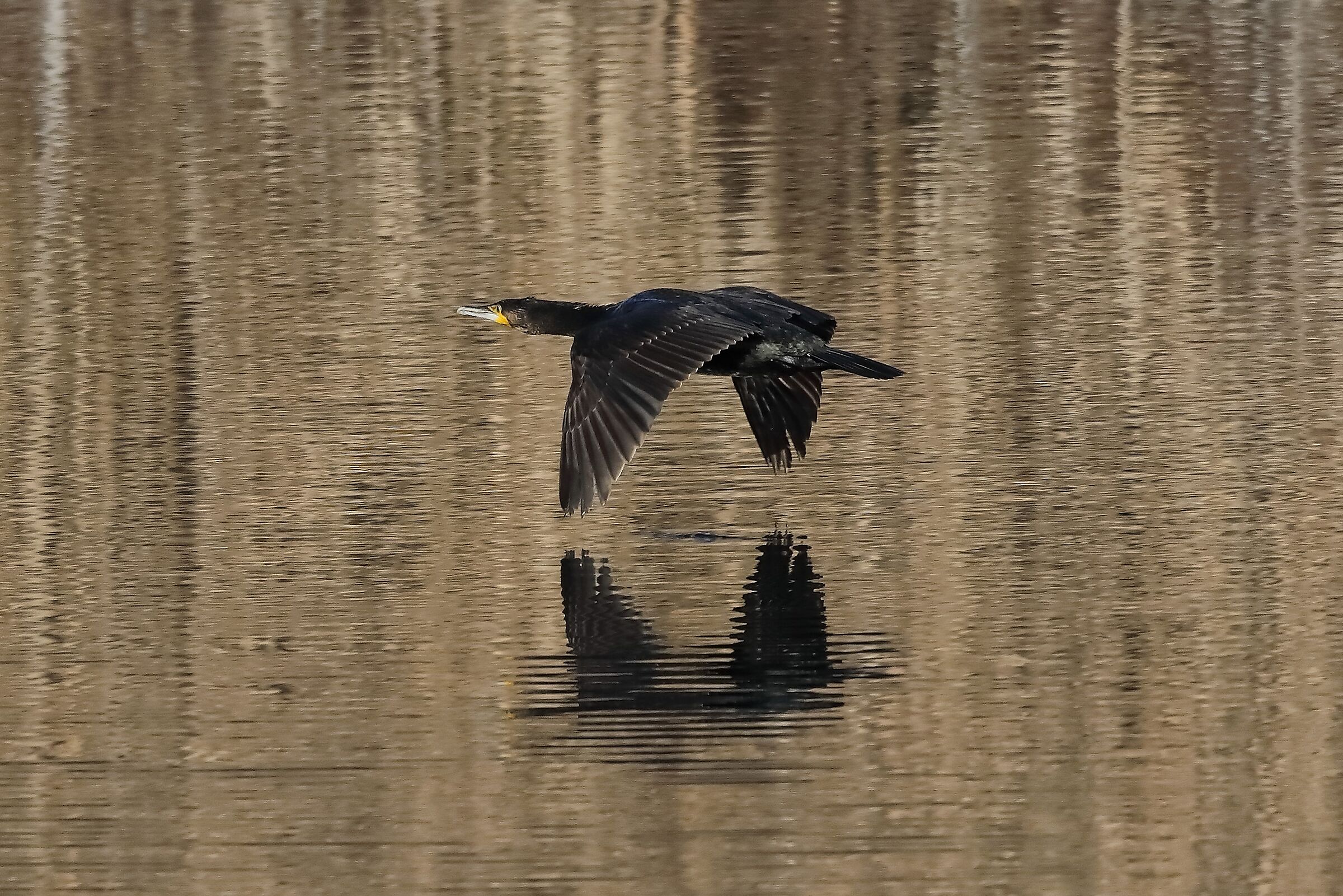 Cormorano 27-12-2022
