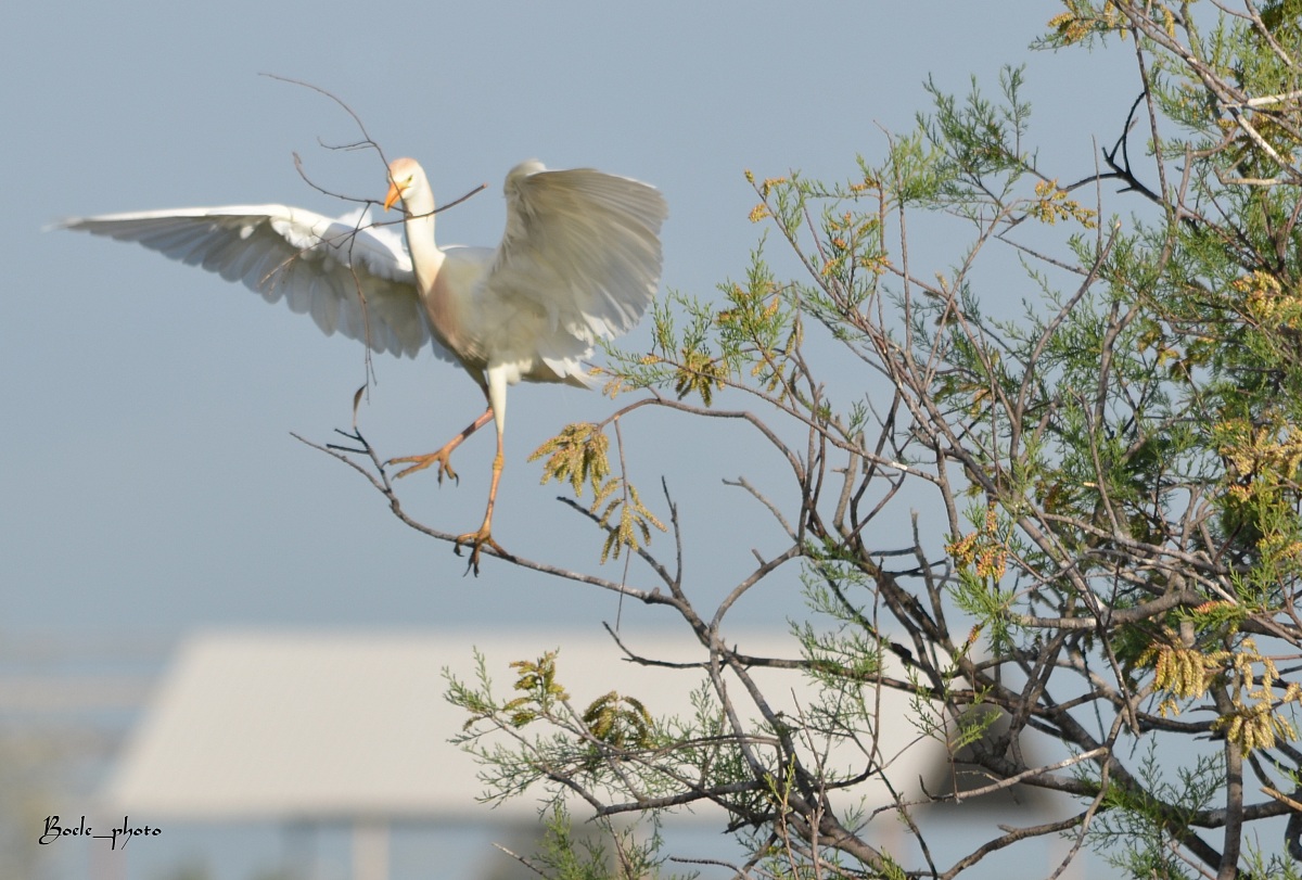 Airone guardabuoi - (Bubulcus Ibis)