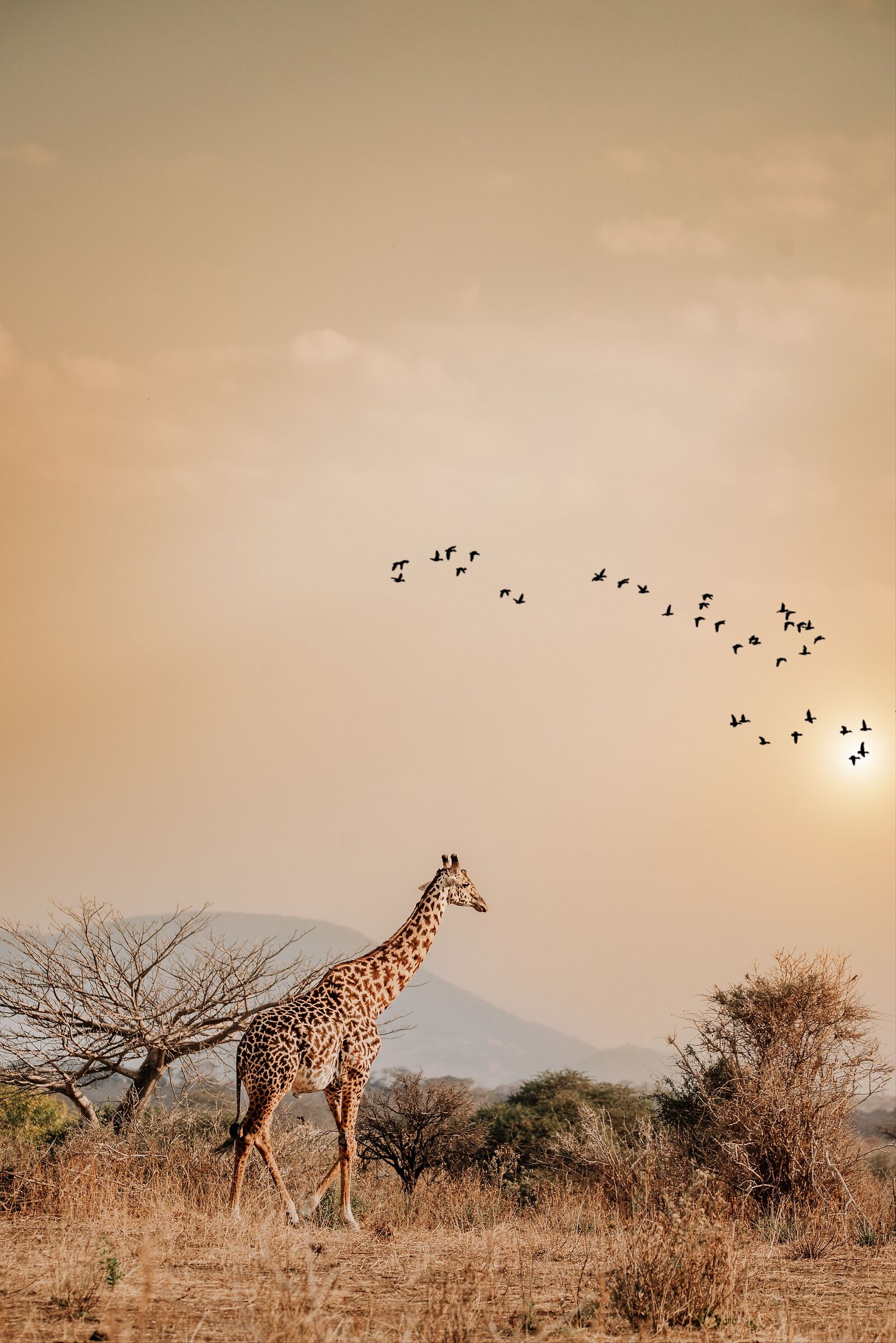 Giraffe