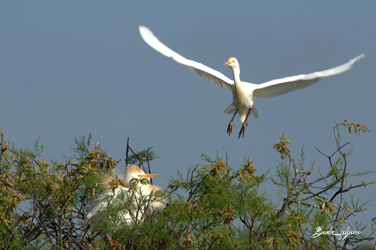 Airone guardabuoi - (Bubulcus Ibis)