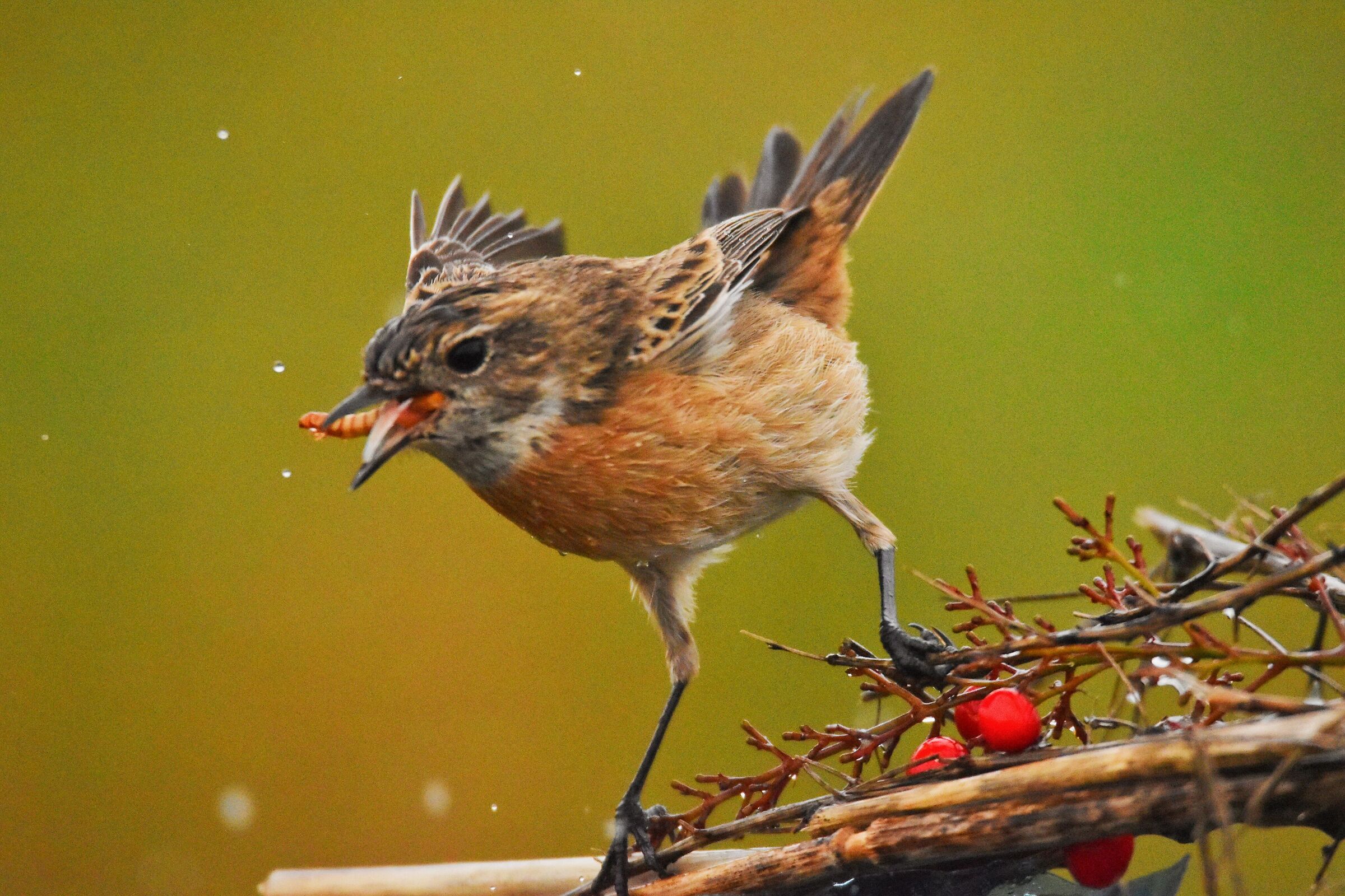 Saltimpalo in bilico