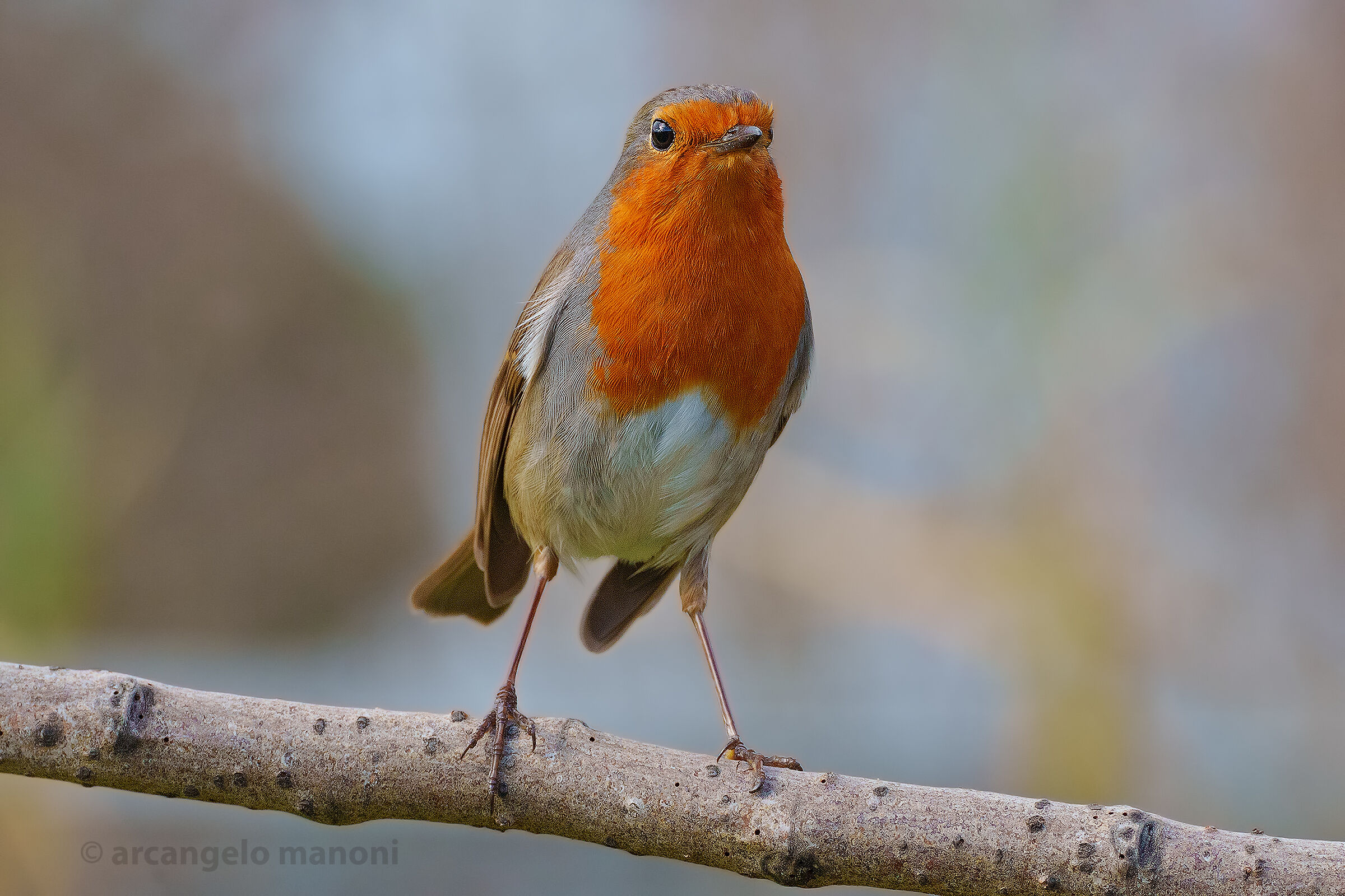 Un pettirosso sorpreso