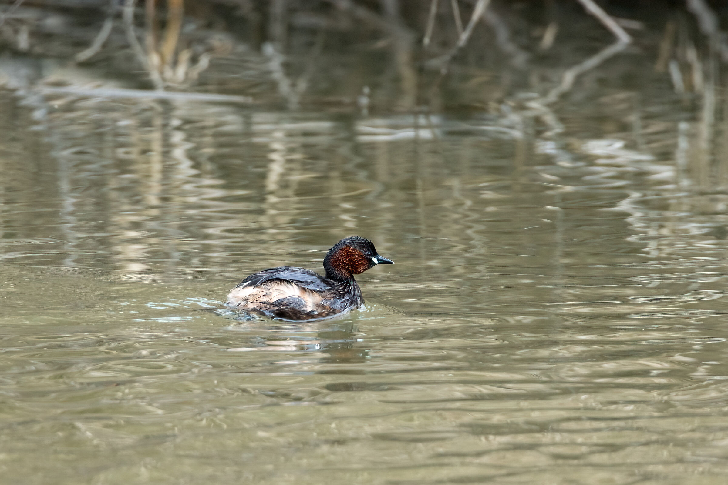 Dabchick