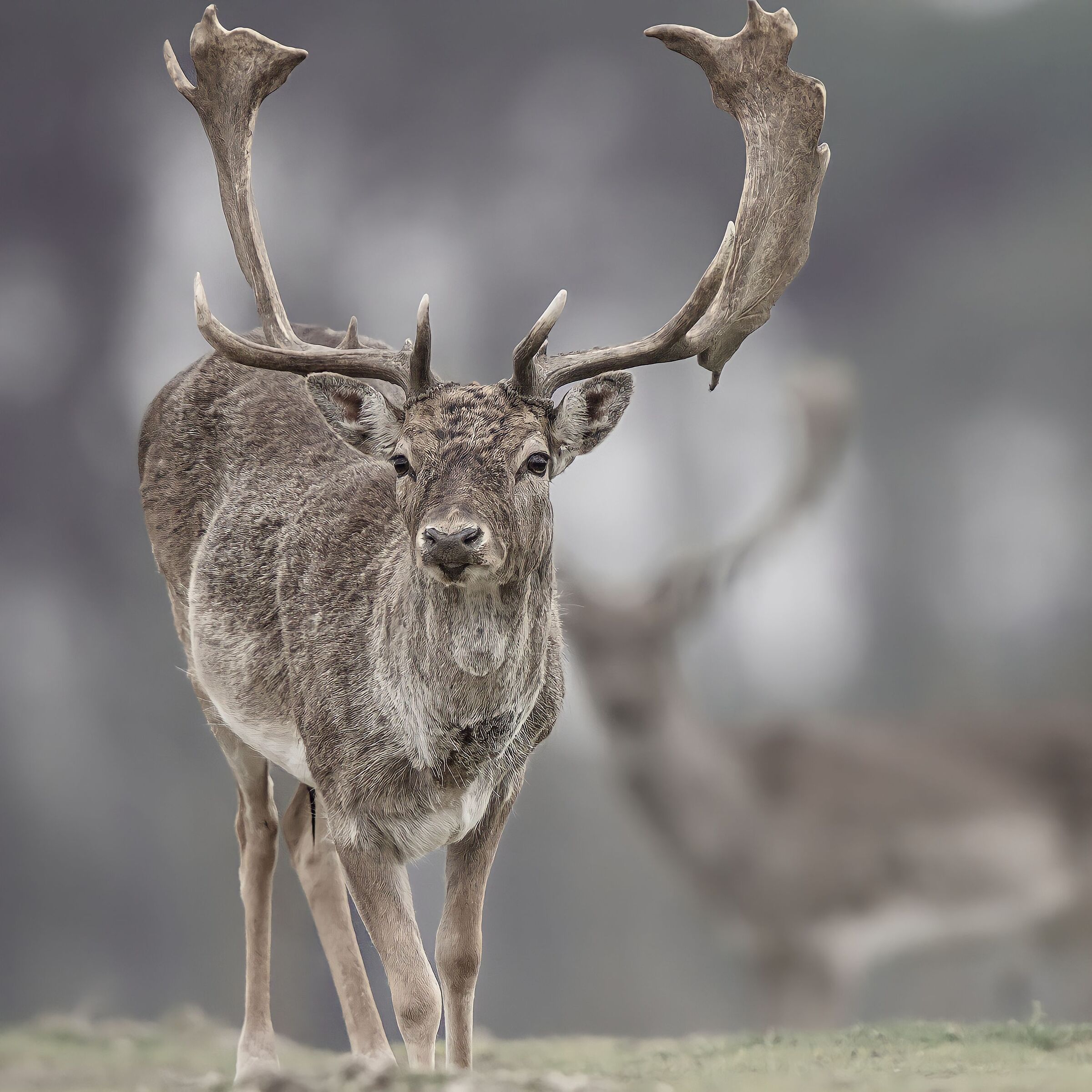 San Rossore fallow deer