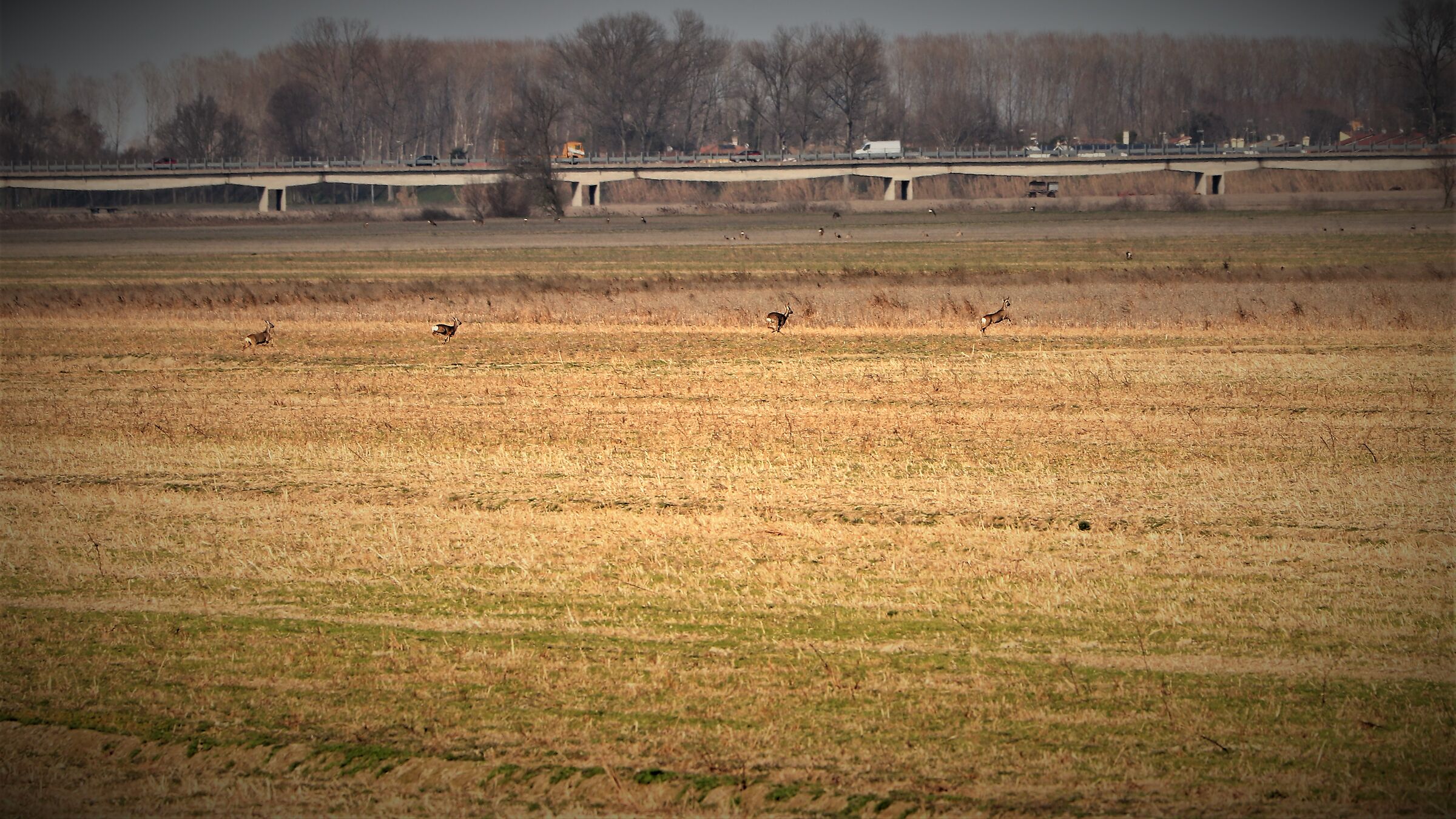 Fallow deer large family