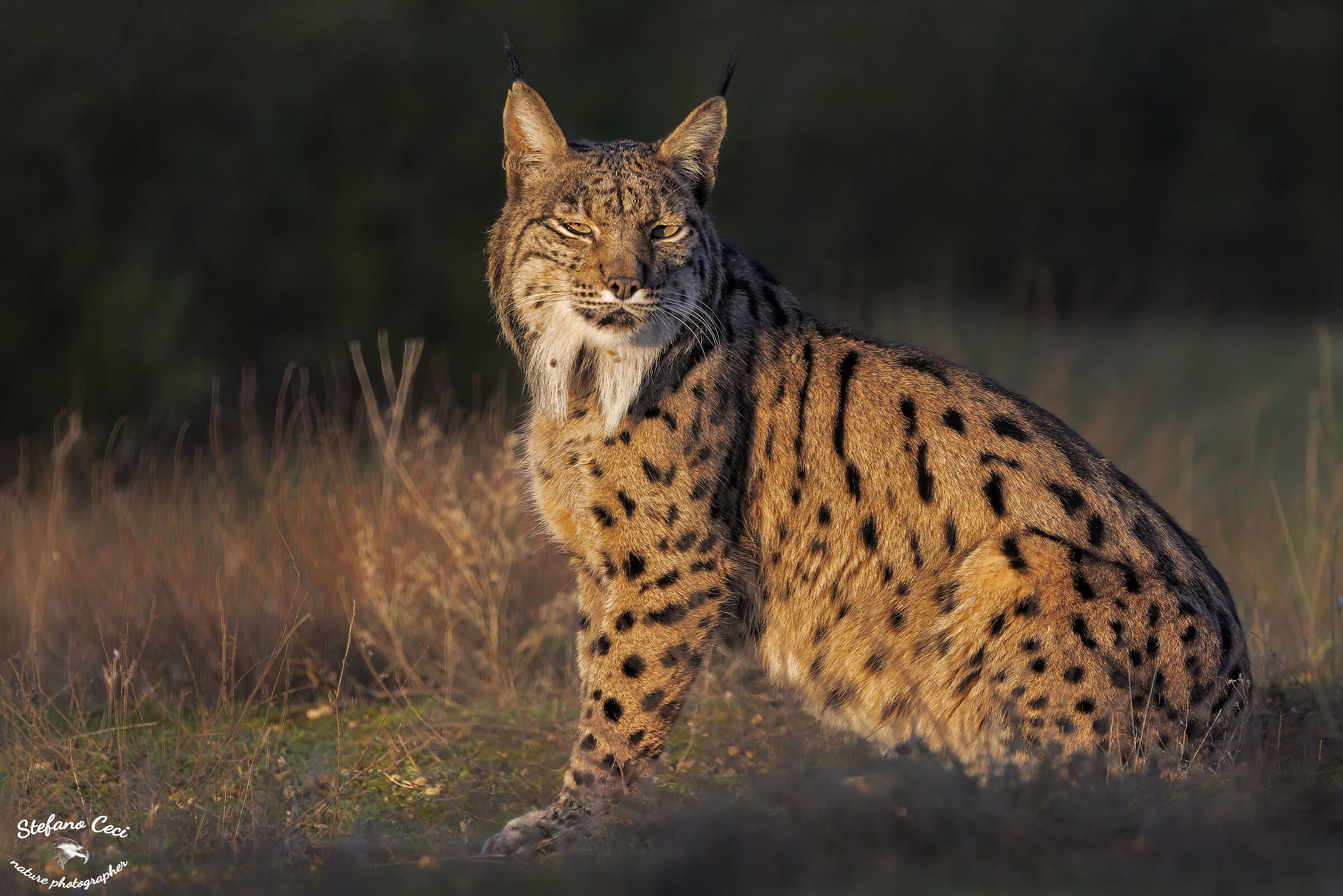 Iberian lynx