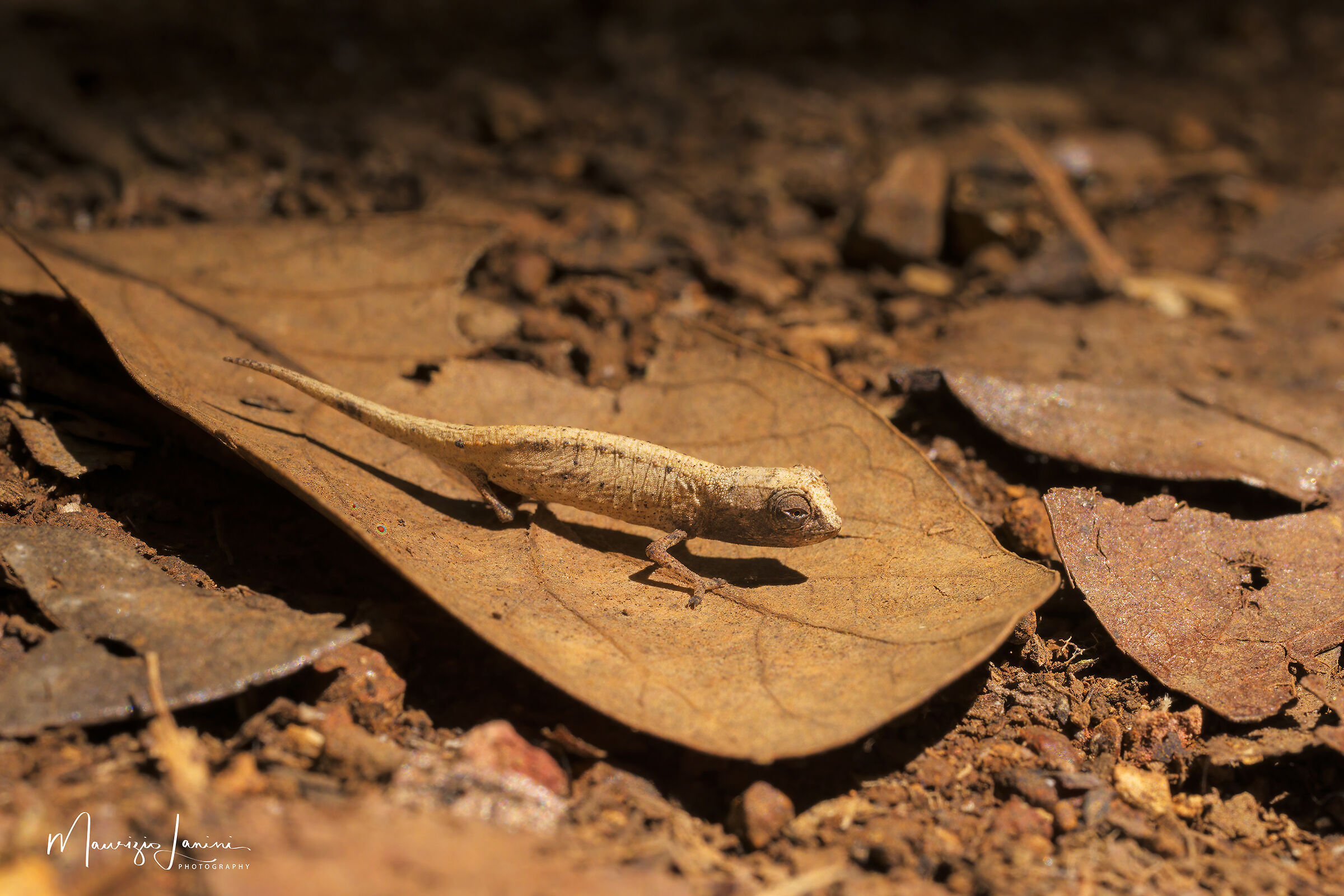 Tra i più piccoli al mondo