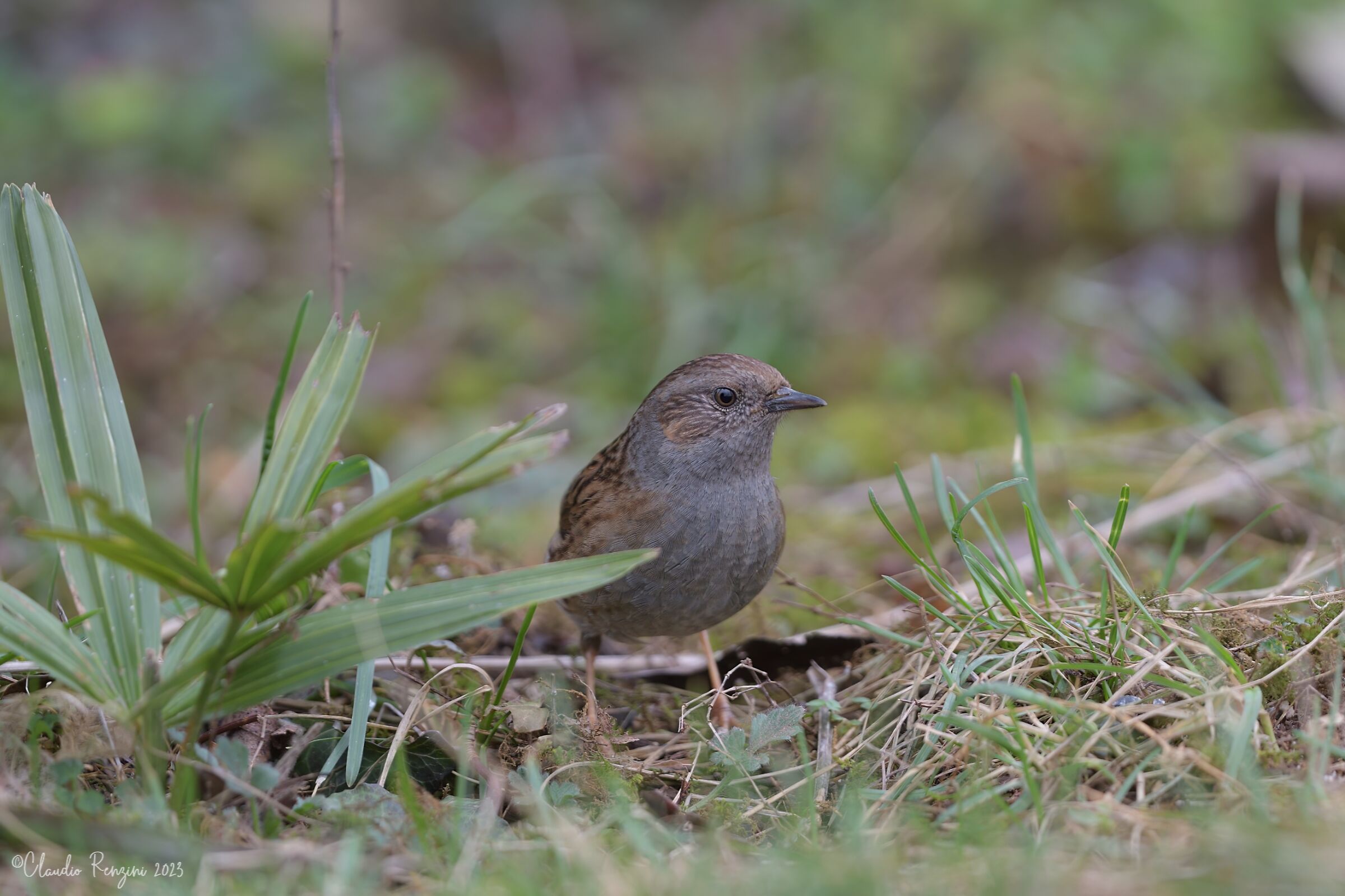 dunnock