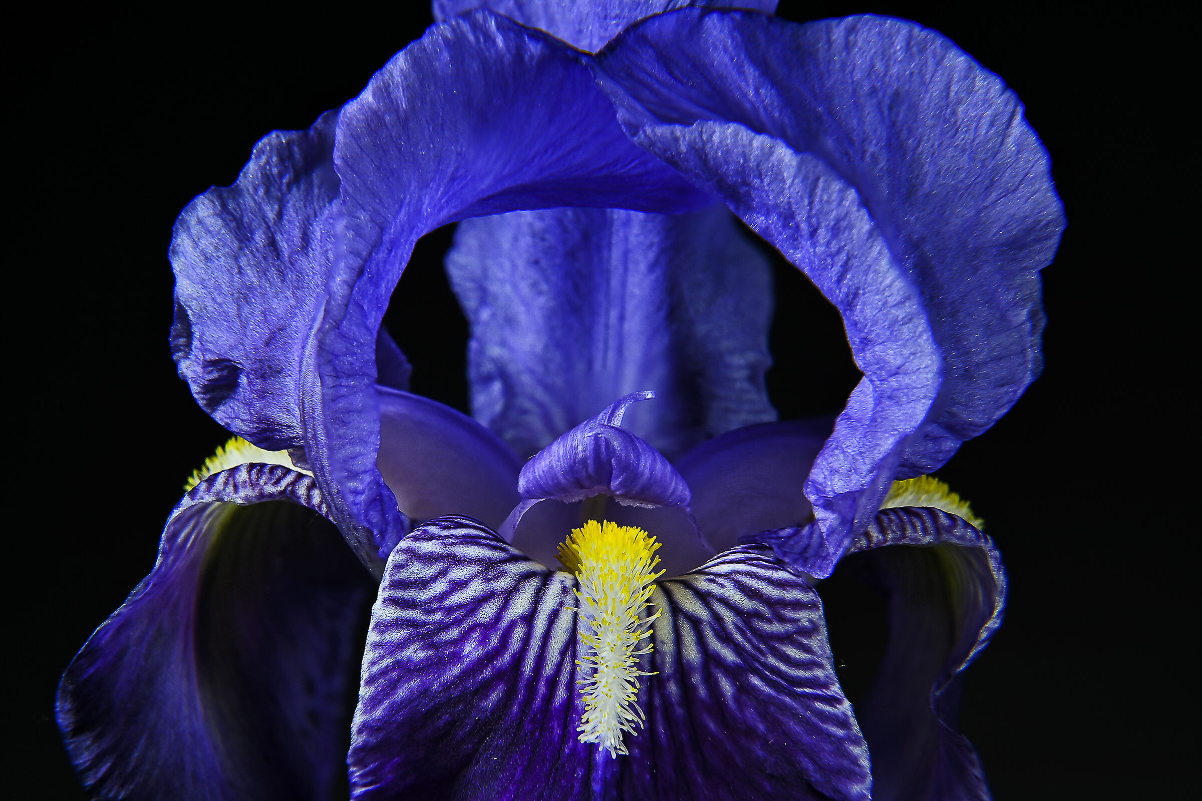 Iris