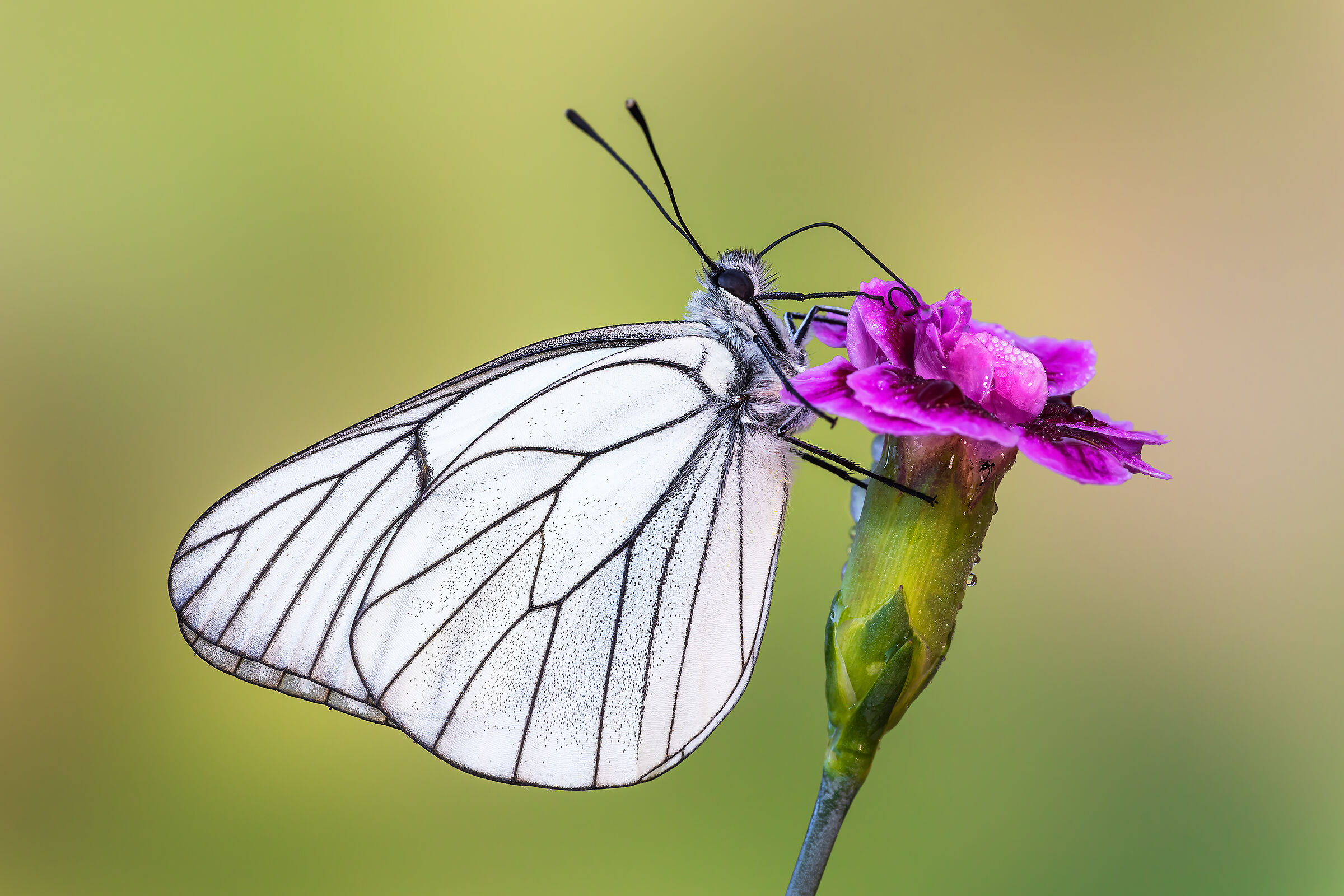 Aporia