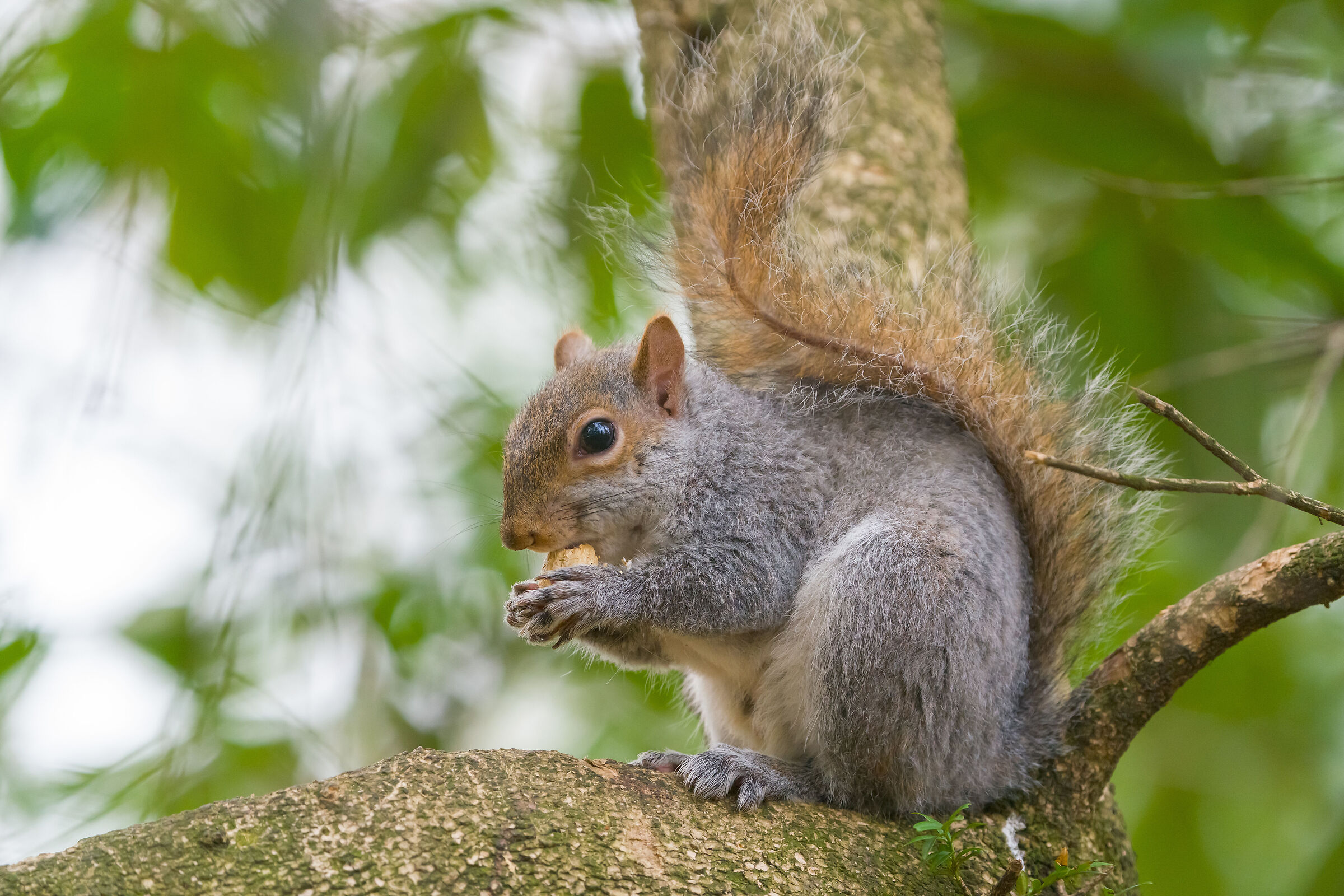 Scoiattolo grigio