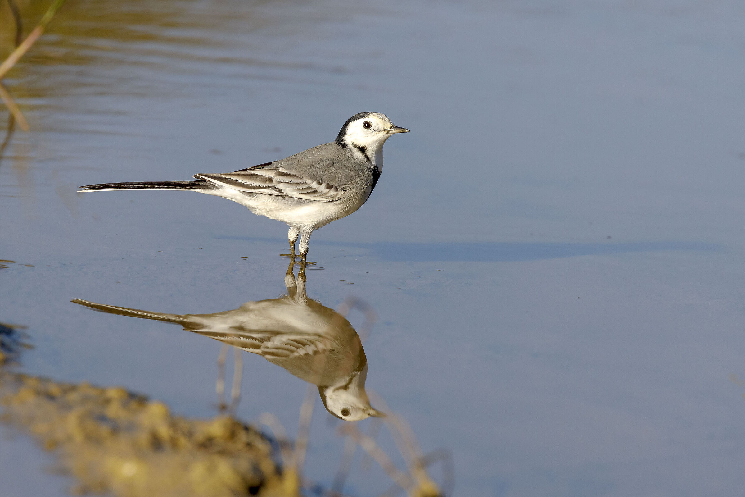 White wagtail