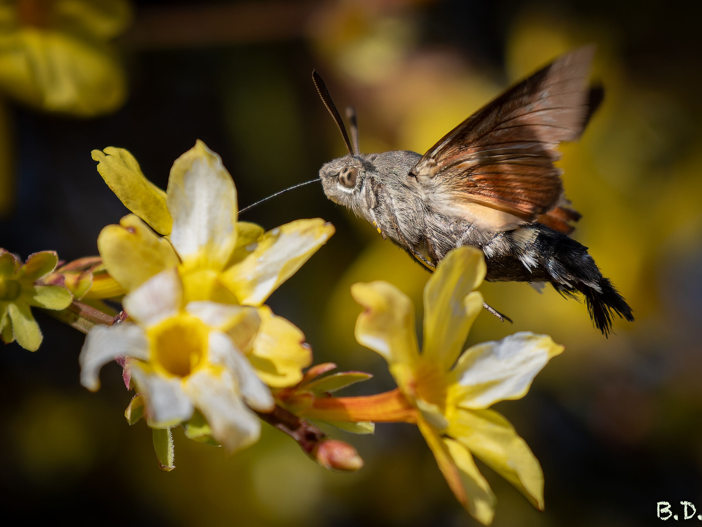 Macroglossum stellatarum