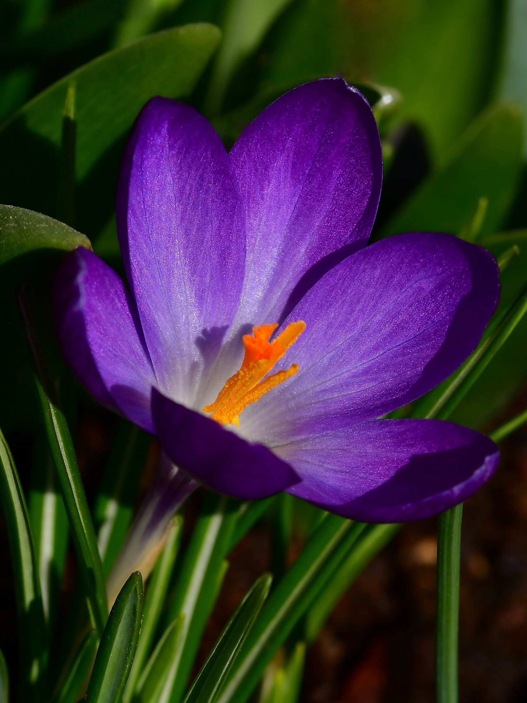 Crocus