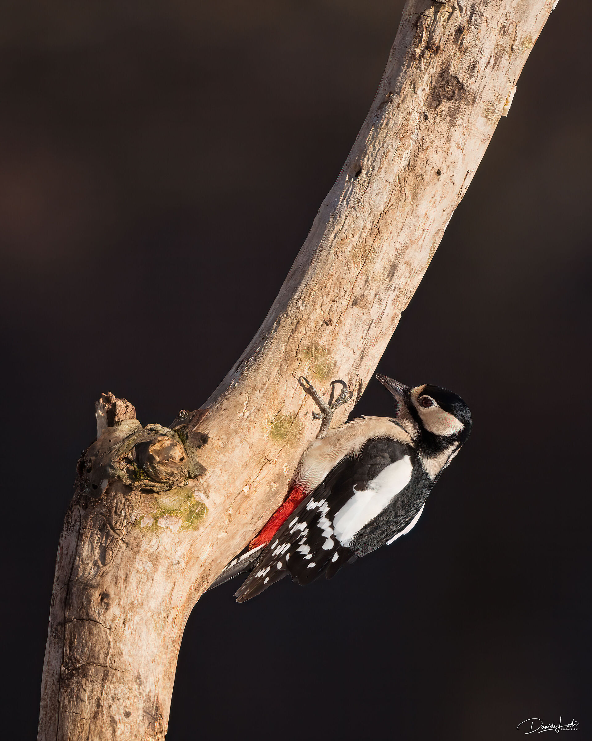 Greater spotted woodpecker