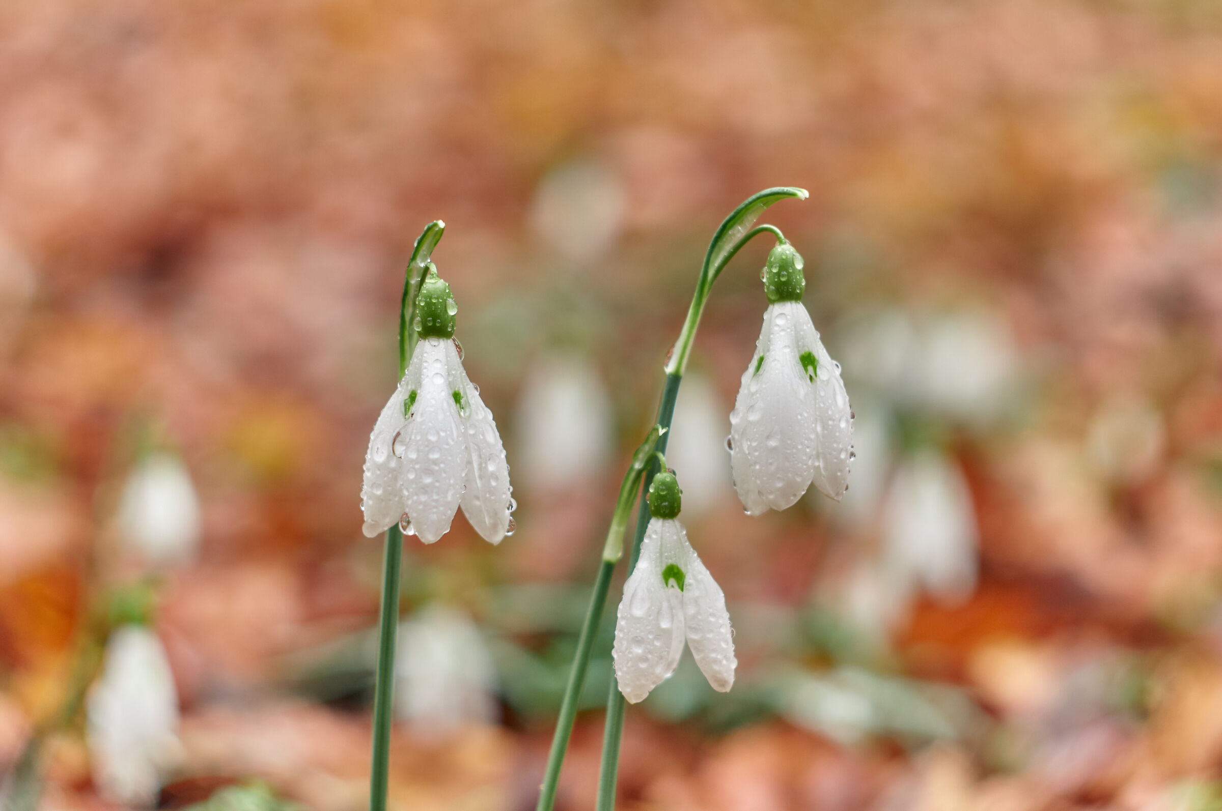 Between winter and spring