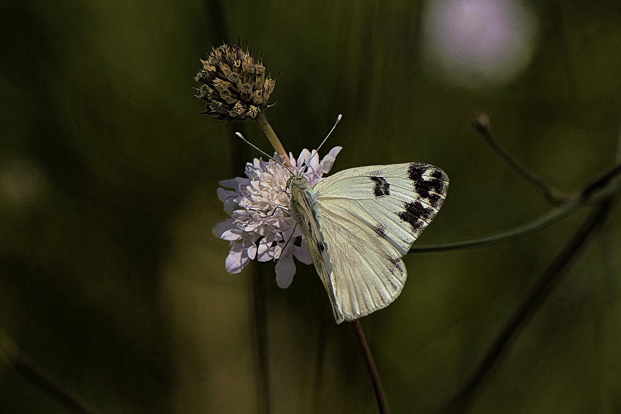 rincorsa con il 180 tamron