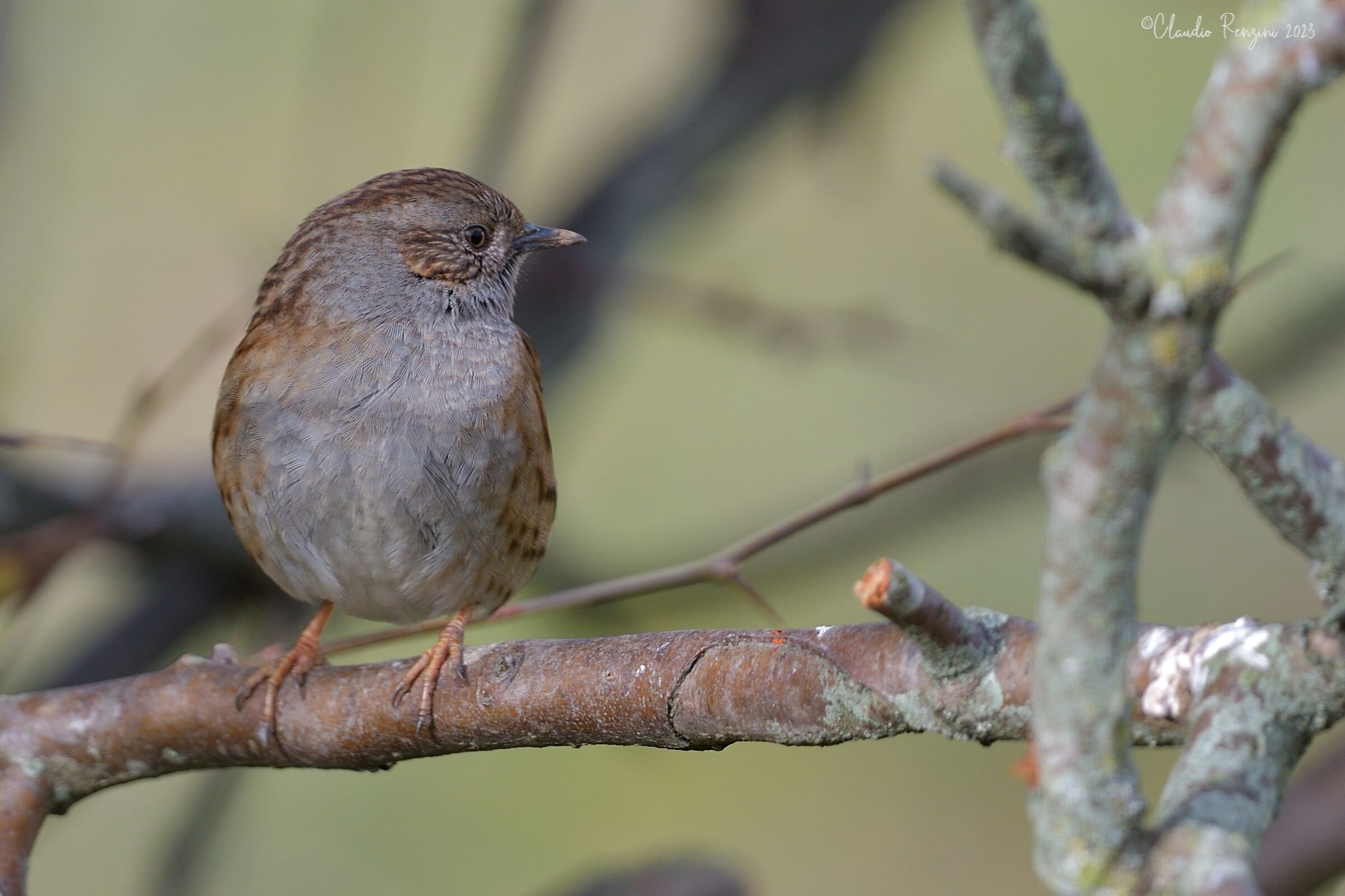 dunnock