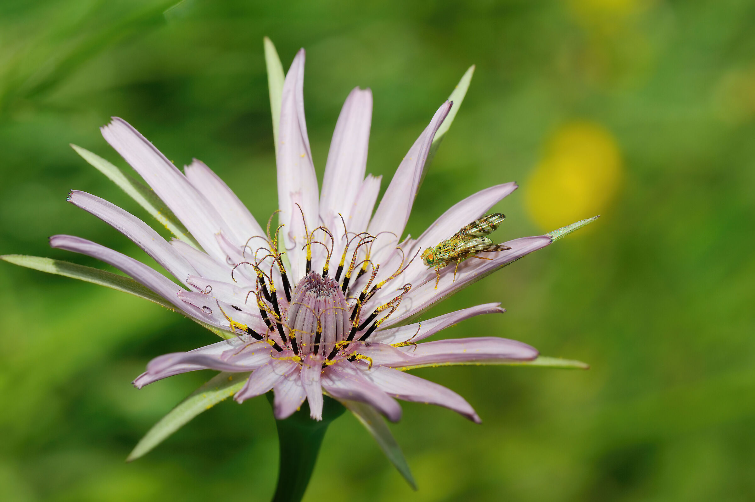 Dittero (Orellia falcata) su Tragopogon