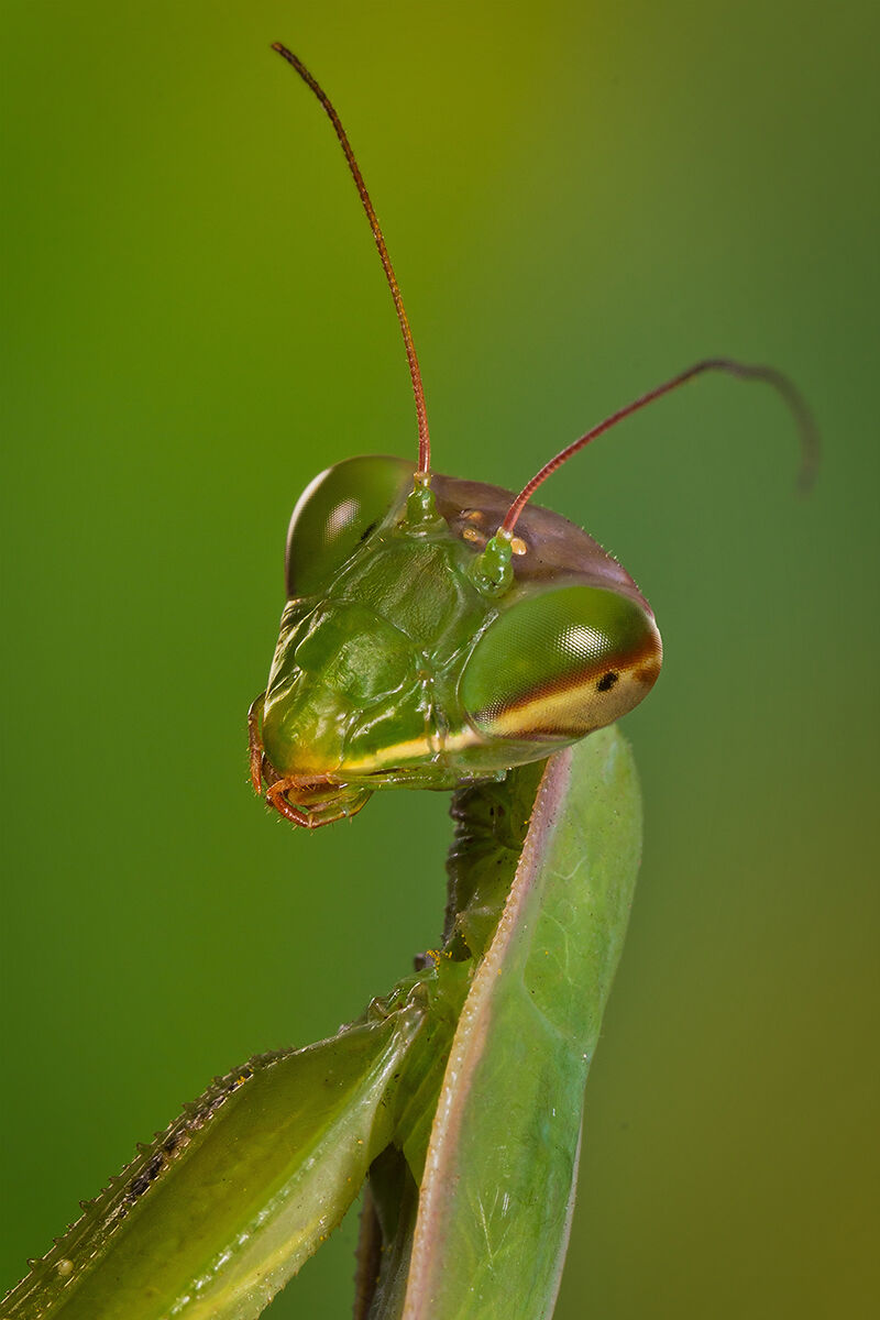 Ritratto Mantide - Mantis Portrait
