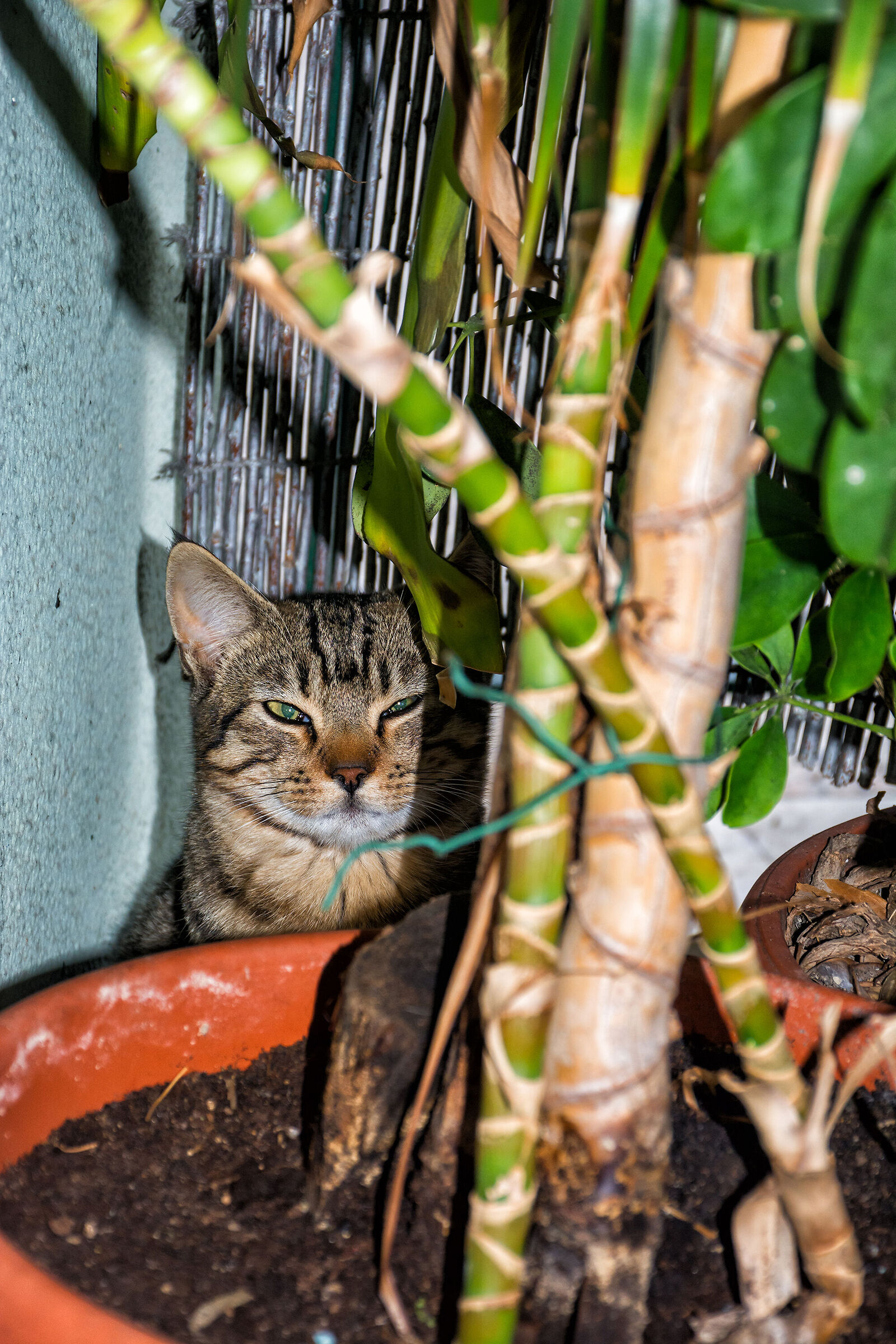 Hidden