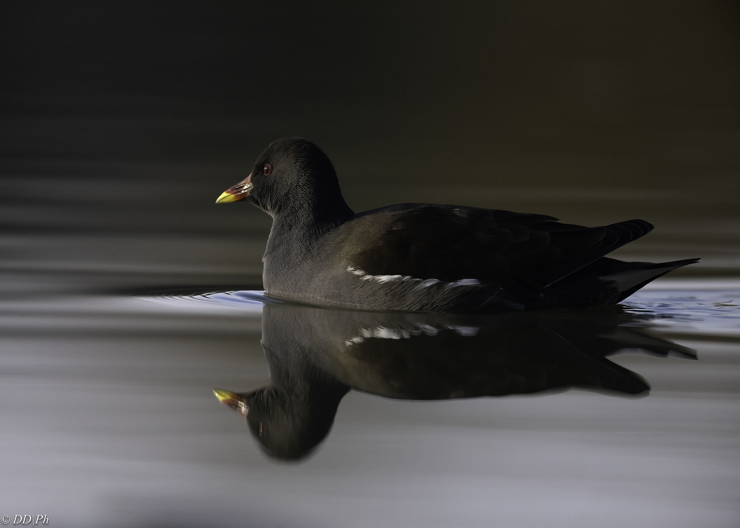Moorhen