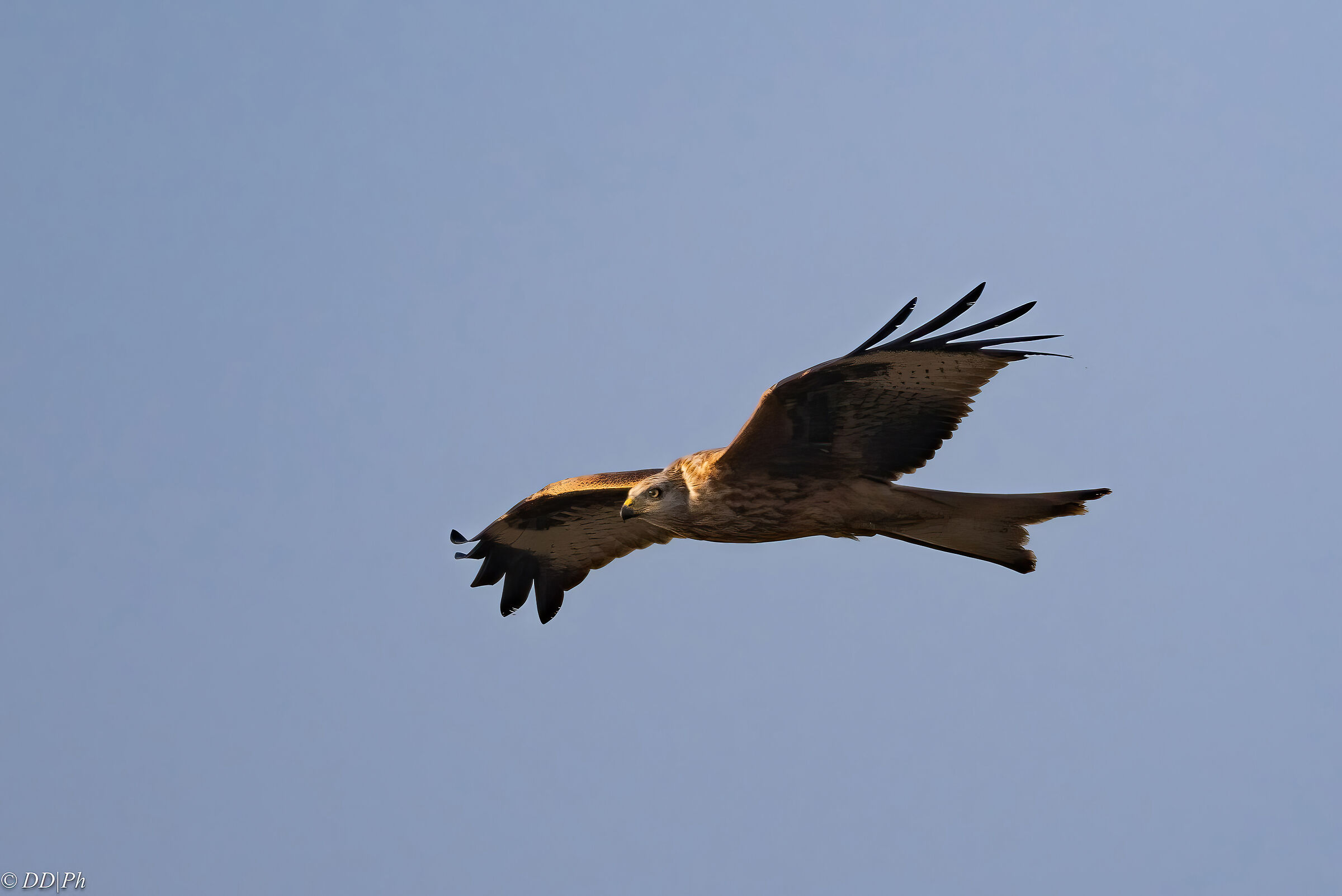 Red kite