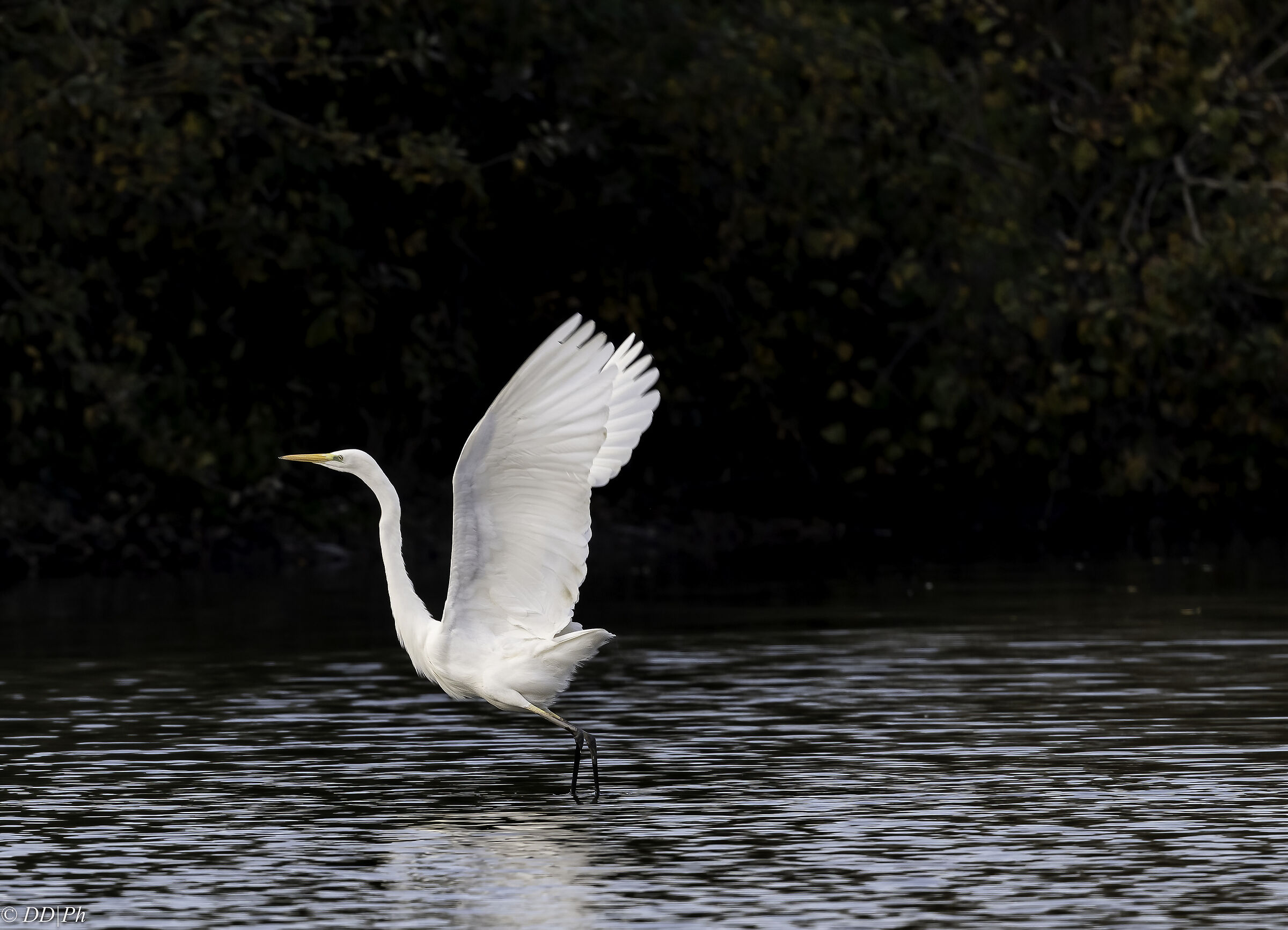Great White Heron