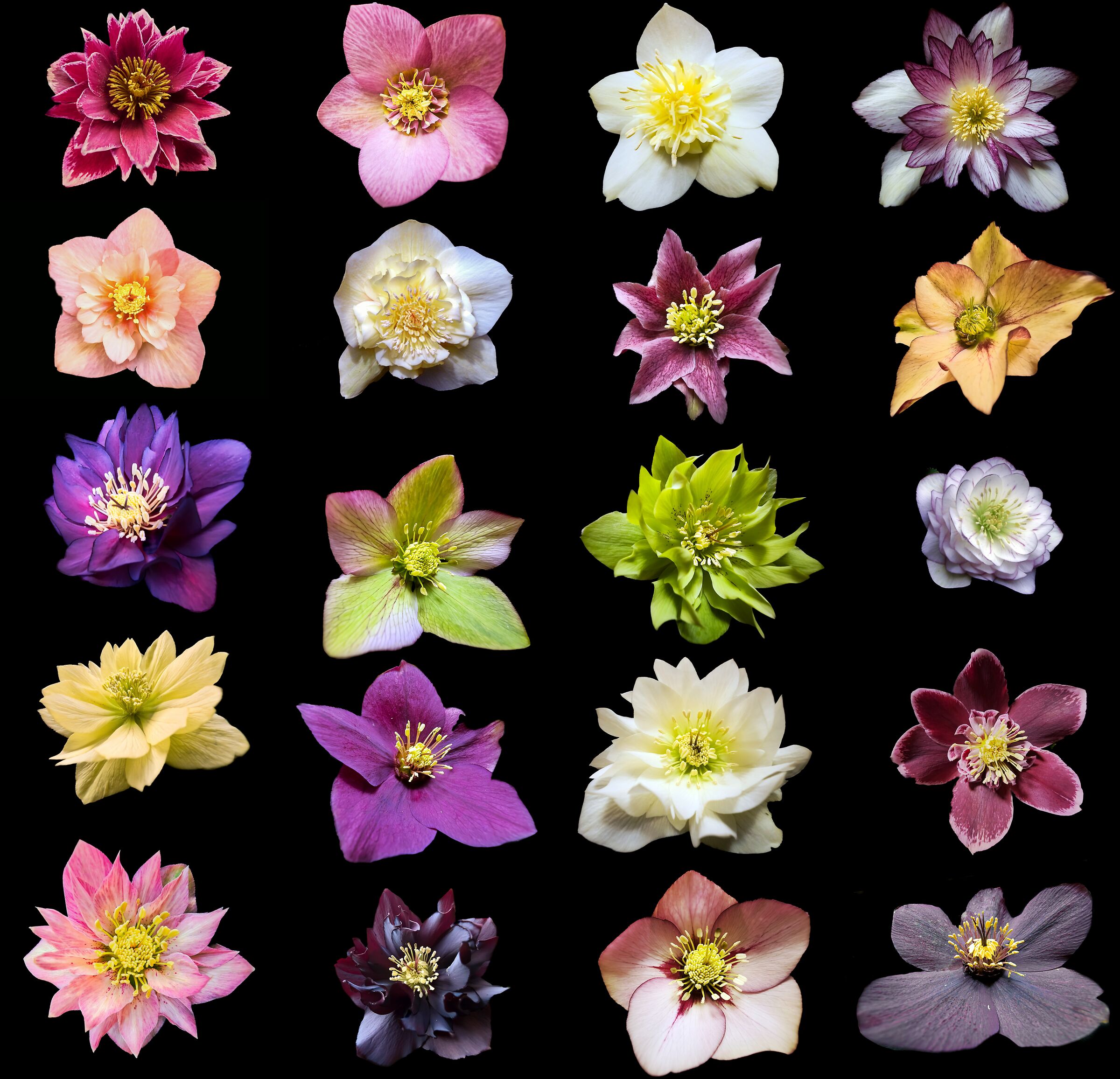 Helleborus collection