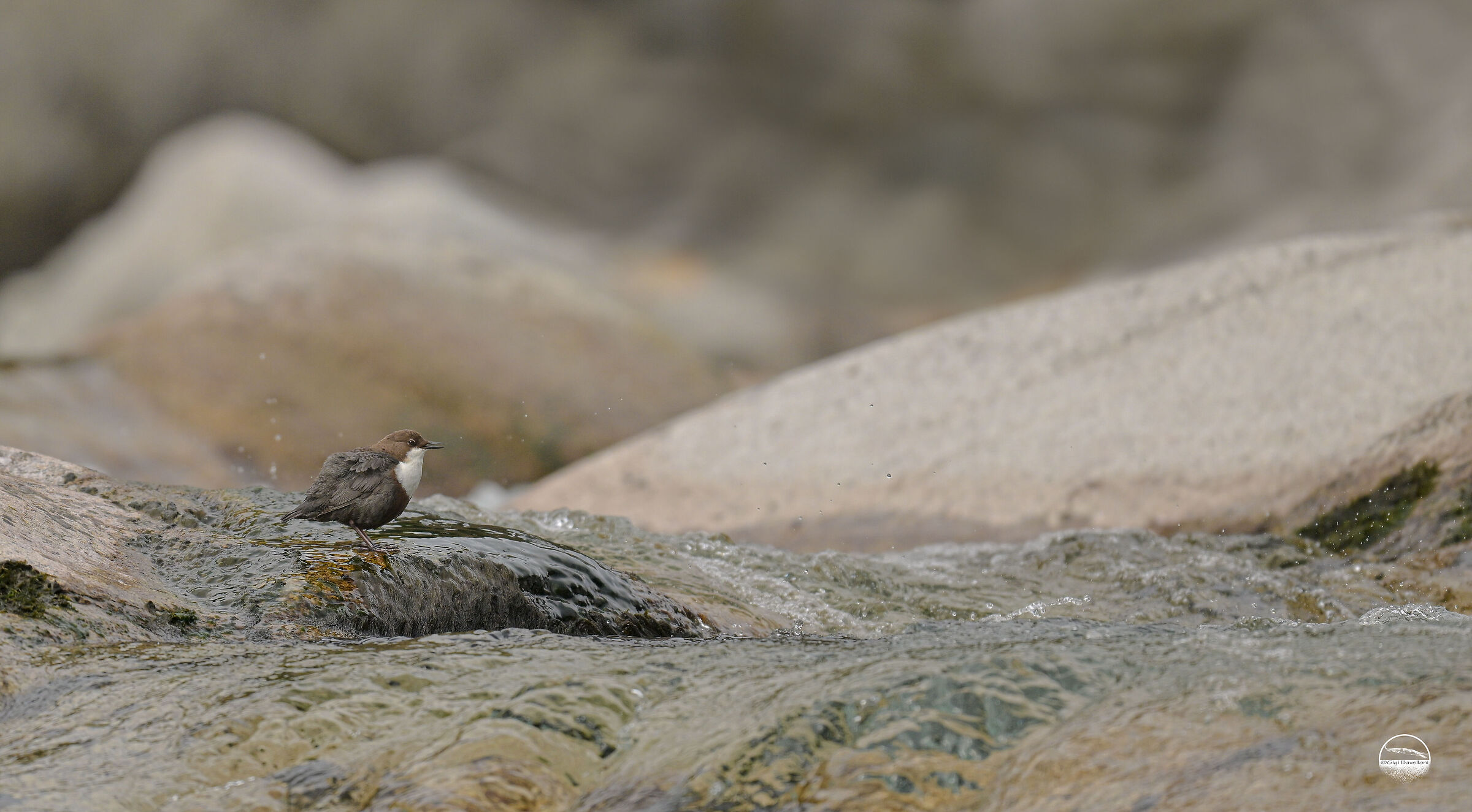 white-throated dipper