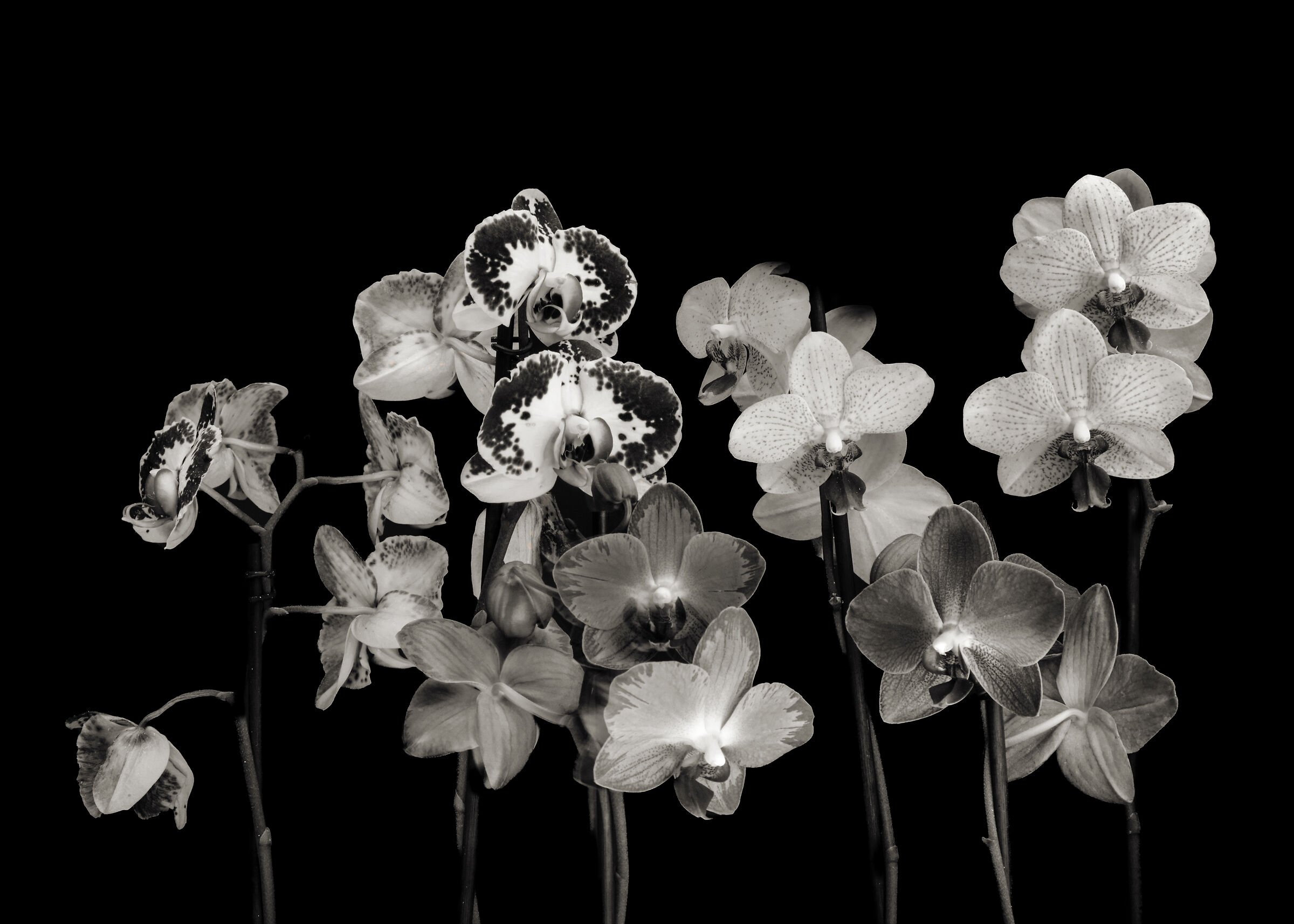 Phalenopsys in black & white