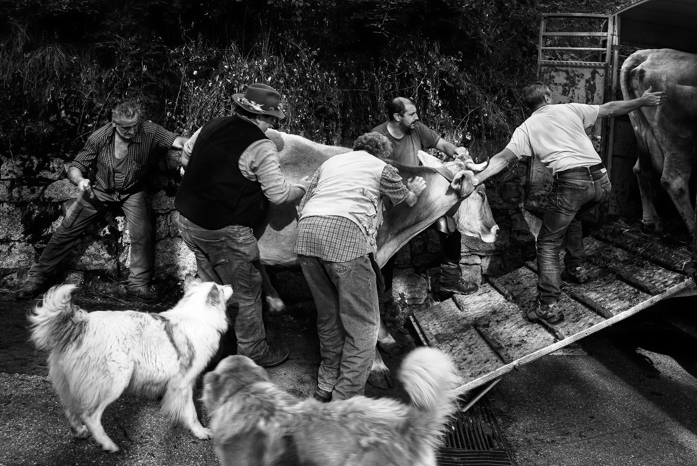 Transhumance - Cevo (BS)