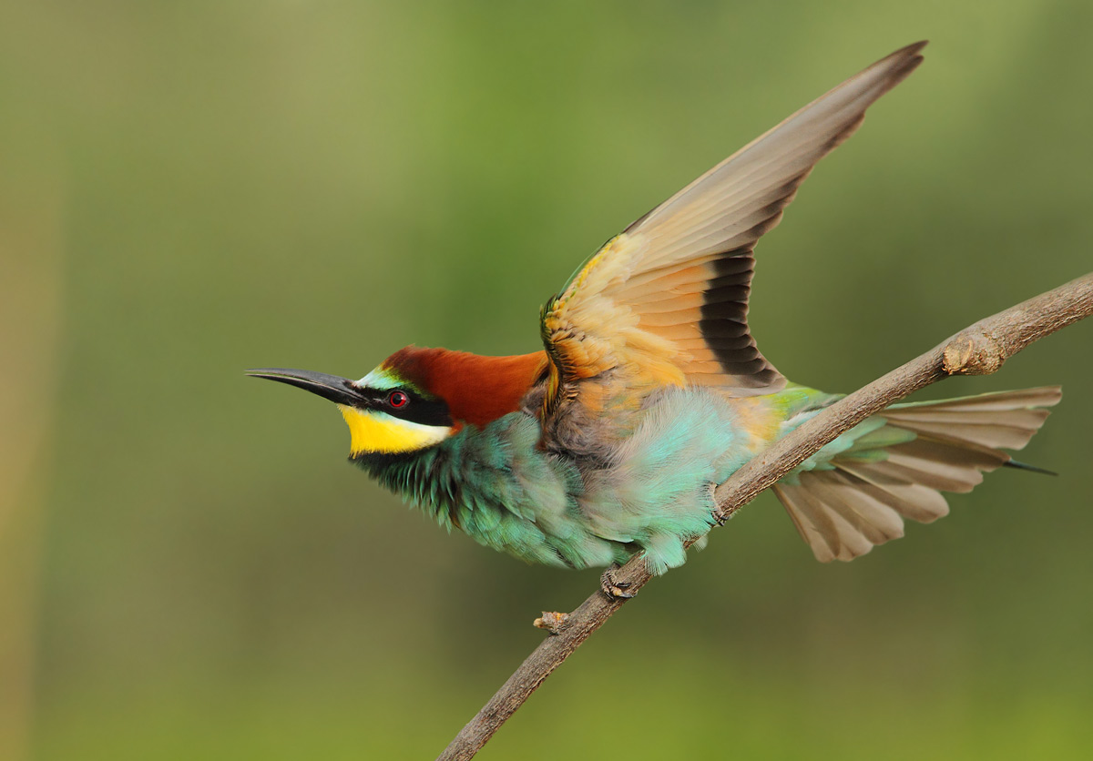 bee-eater